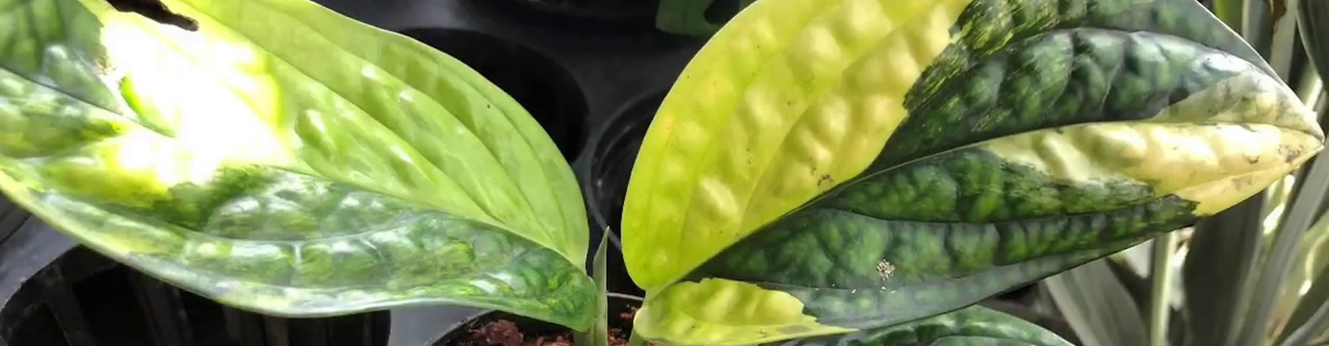 Scindapsus Pictus