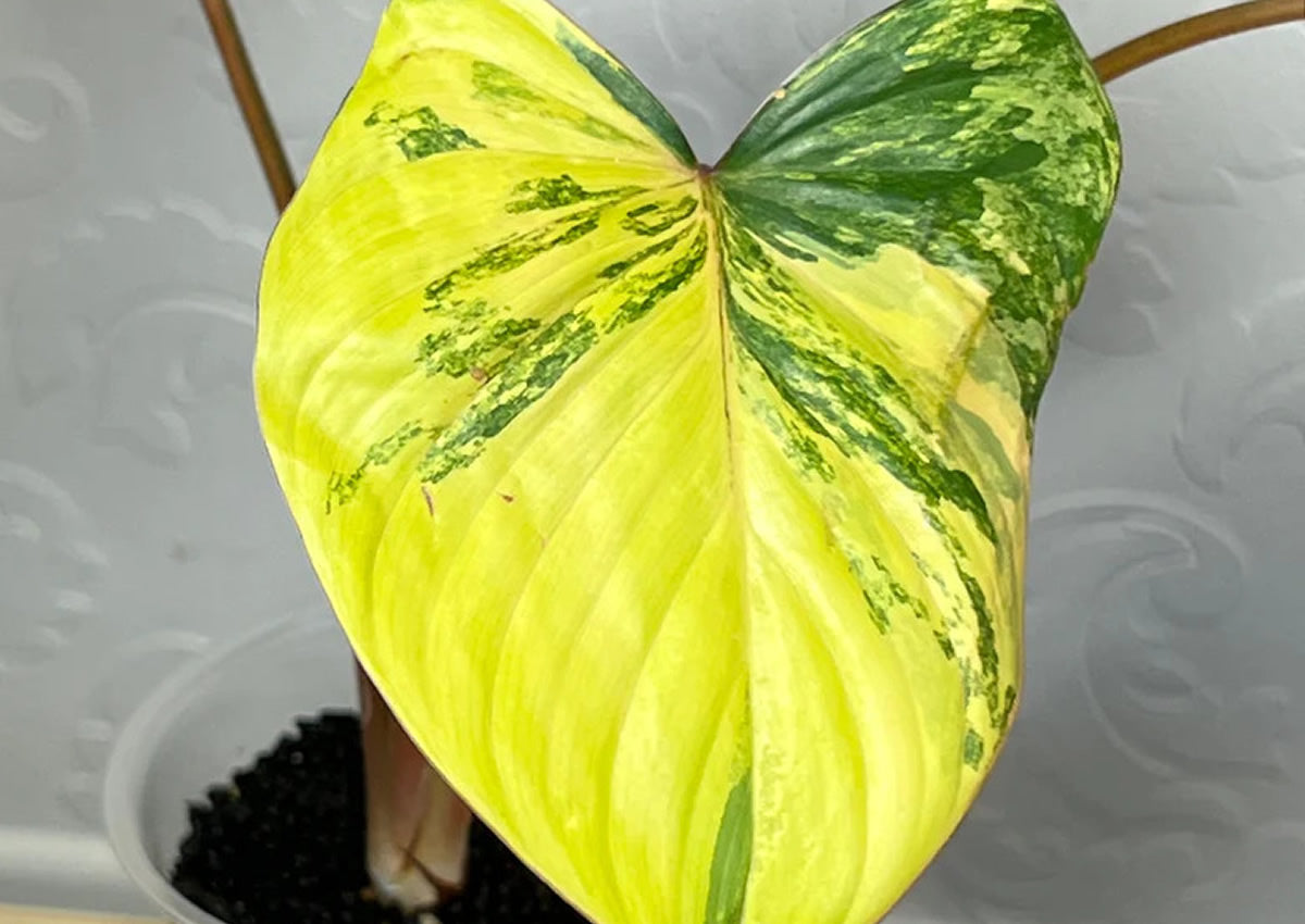 Homalomena Rubescens Variegated