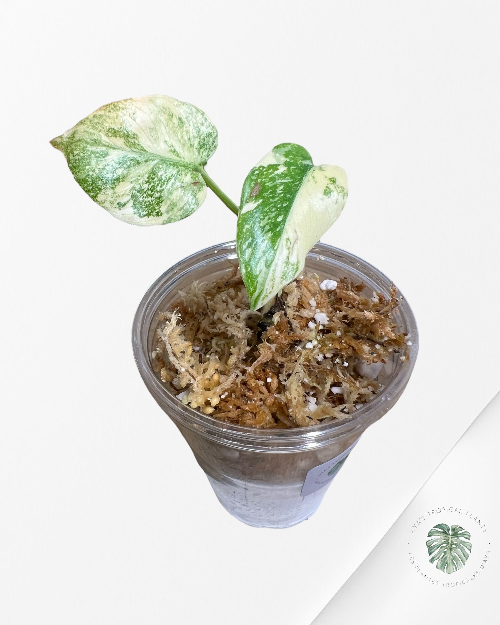 Monstera Thai Constellation Creme Brûlée (Grade A) - TC9