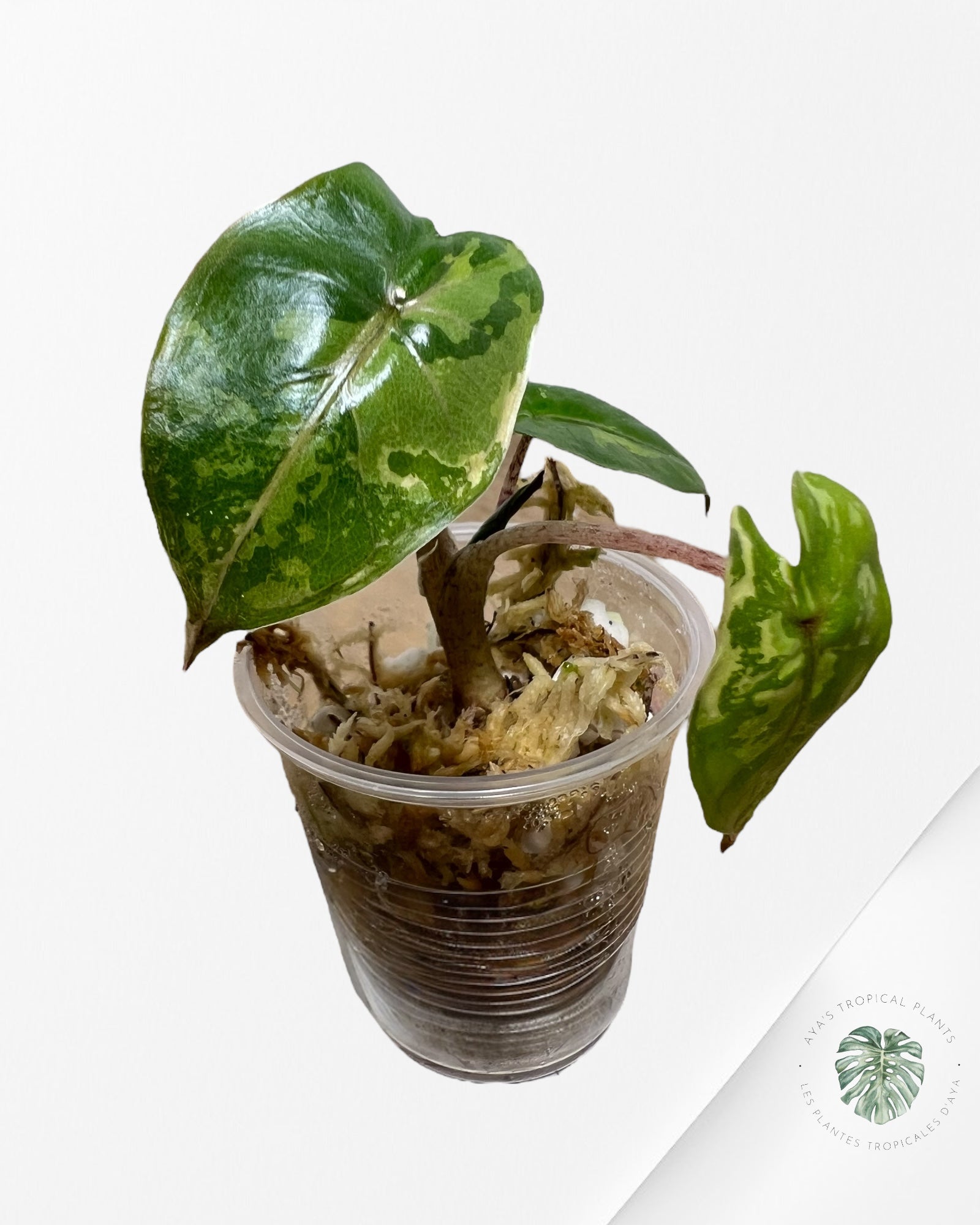 Alocasia Yucatan Princess Variegated- 35