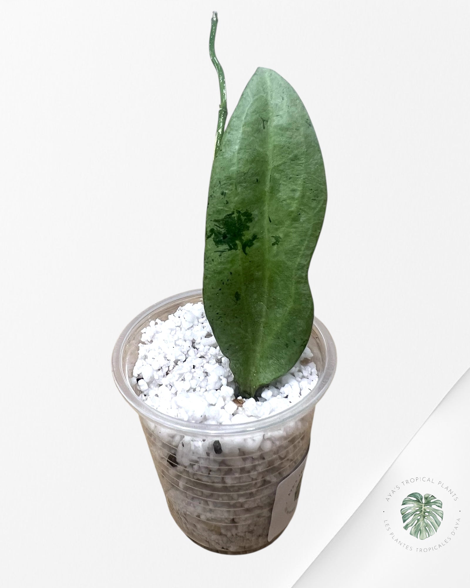 Hoya New Guinea Ghost- 2