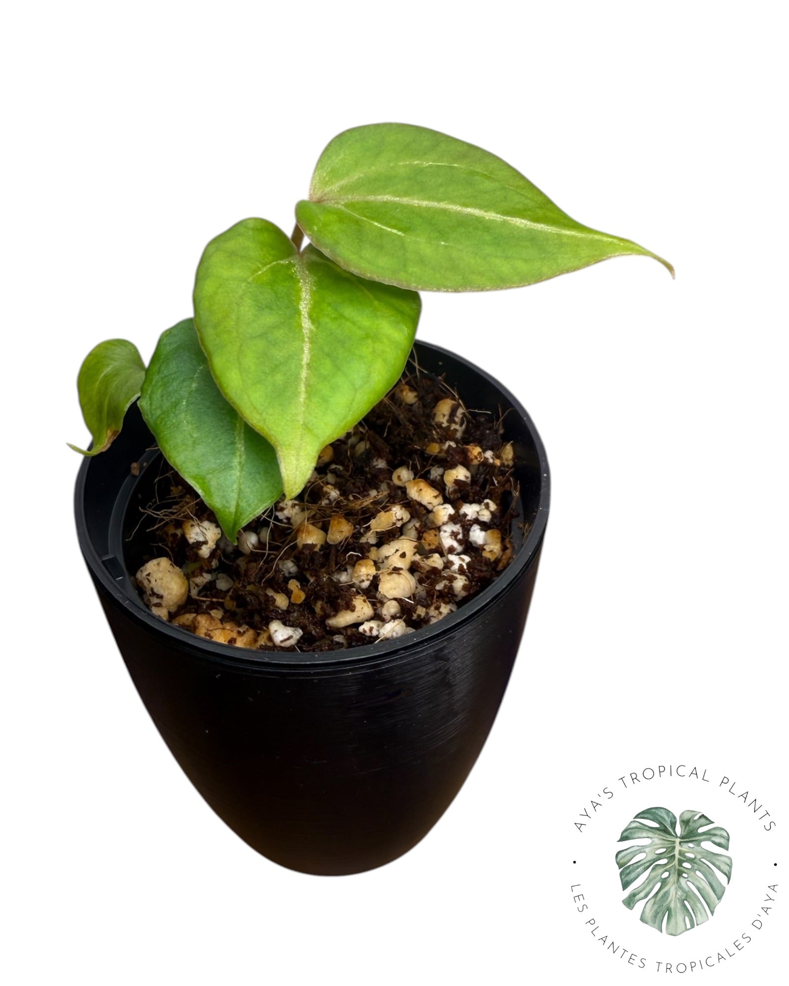Anthurium Wonderboy X Michelle