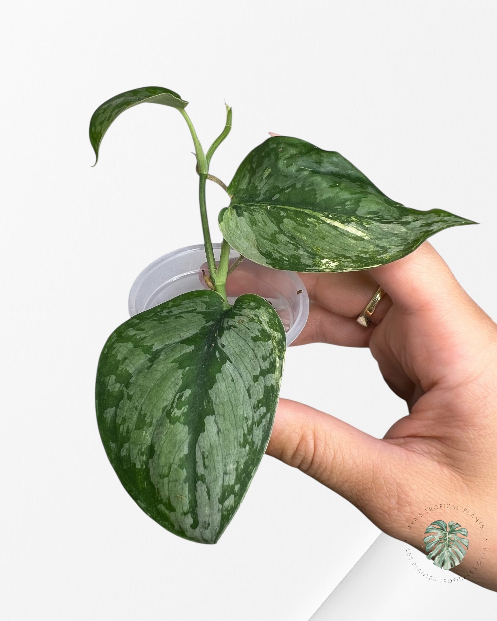 Scindapsus Sadewa - SS04