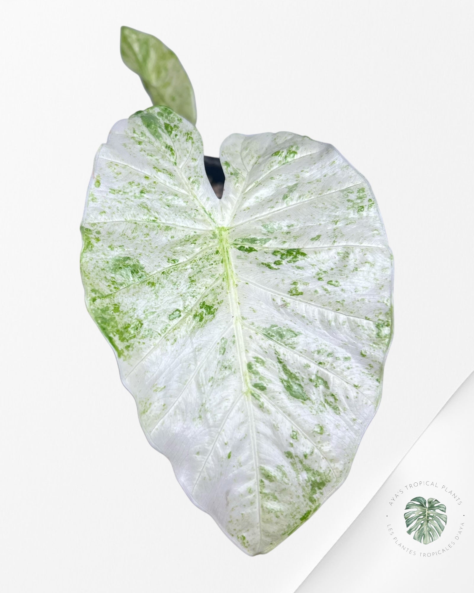 Alocasia Macrorrhiza Splash -SPE