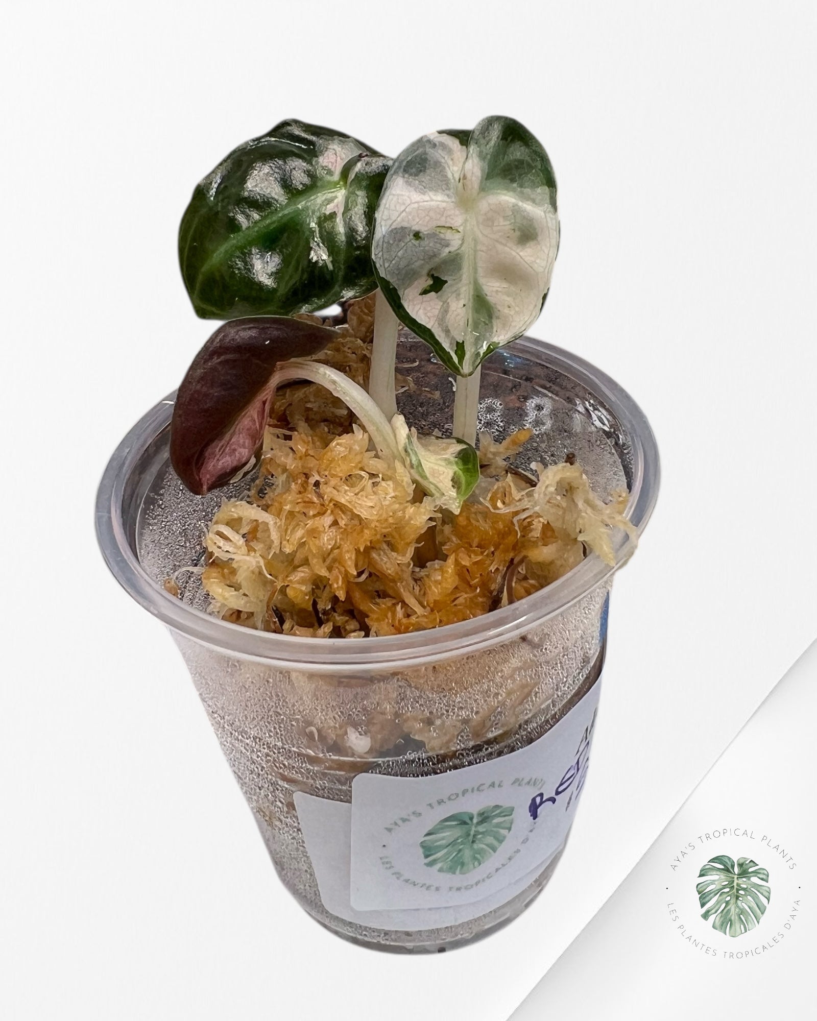 Alocasia Heart Balloon Variegated-SS