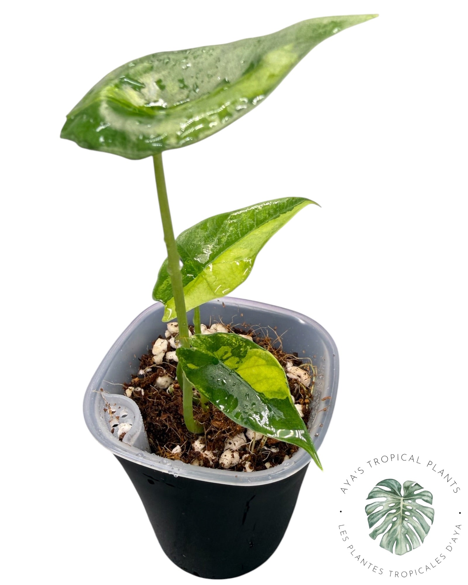Alocasia Scalprum Aurea Variegated