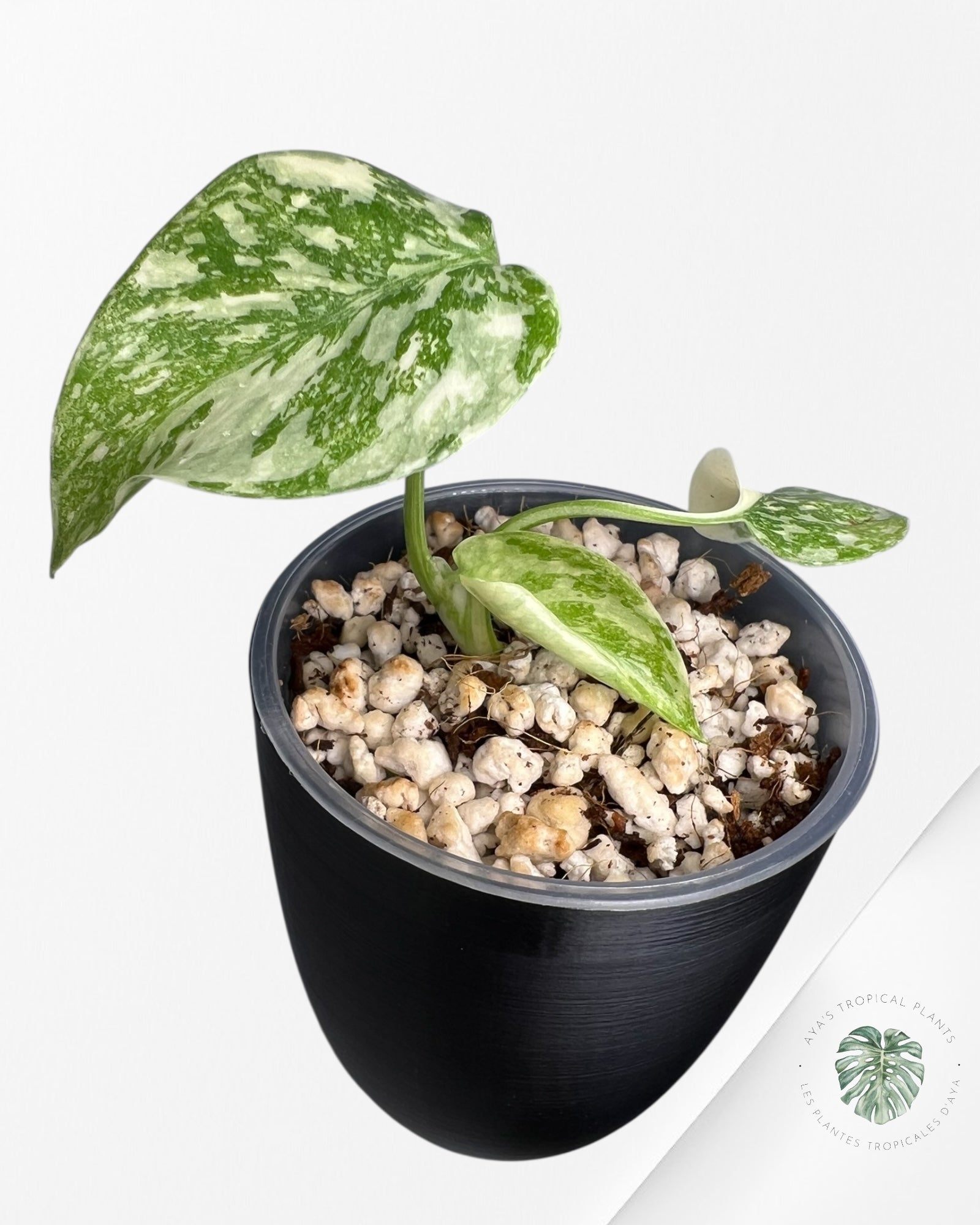 Monstera 'Cream Cheese'