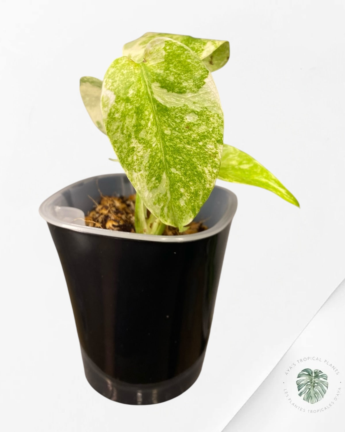 Monstera Deliciosa Legacy