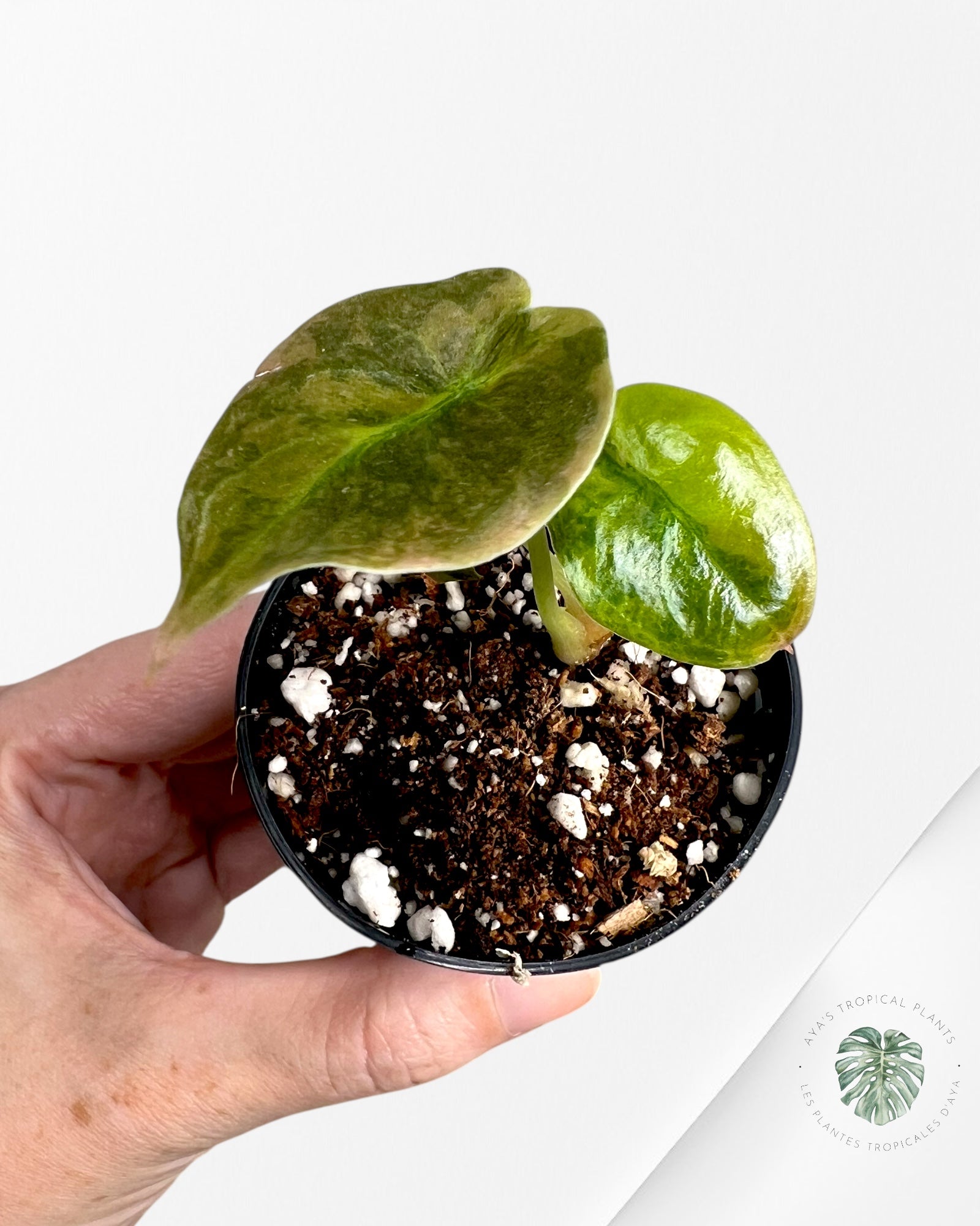 Alocasia Cuprea Panaché (Aurea) - TC5