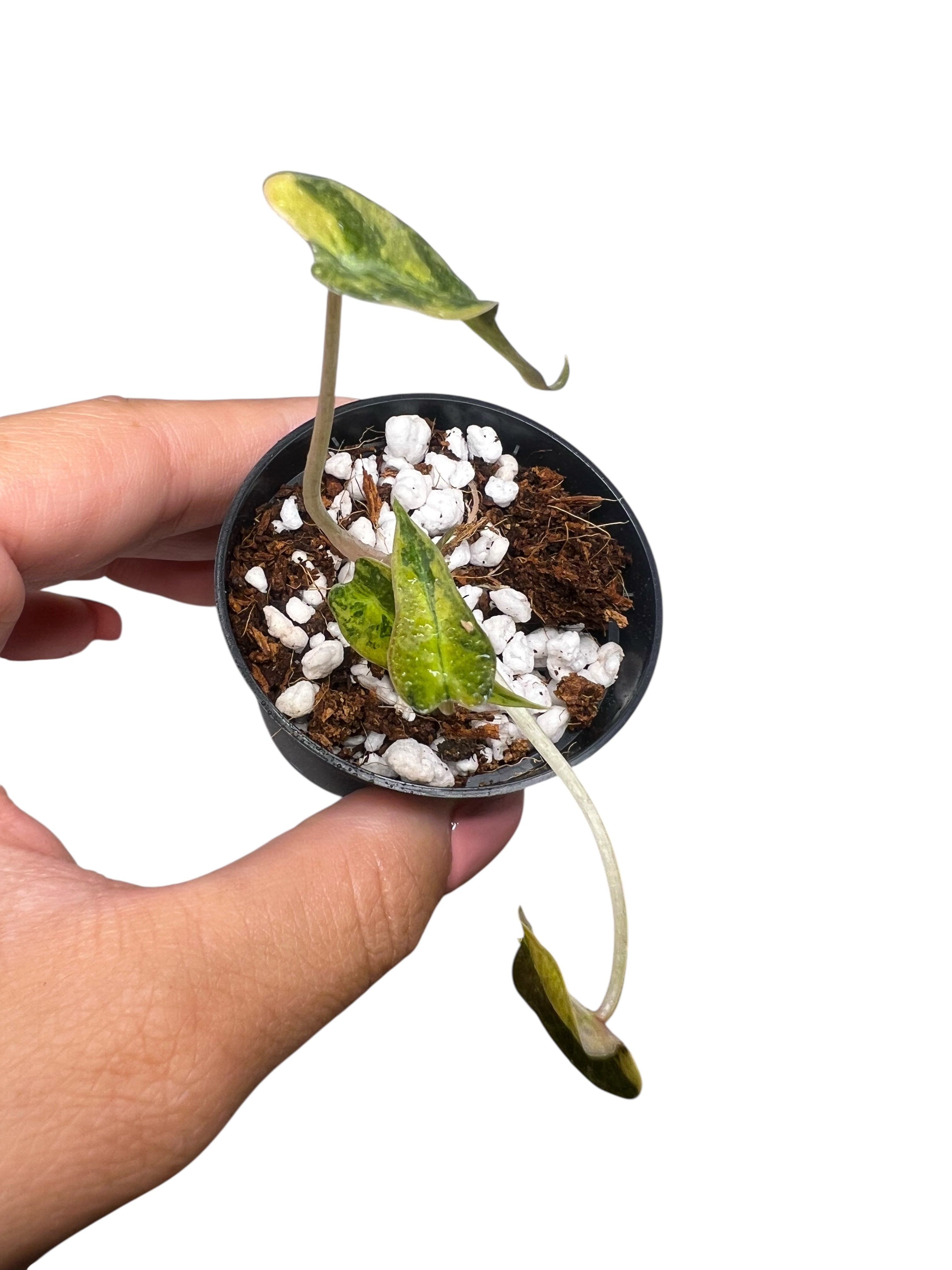 Alocasia Bambino Variegated (Aurea) - TC02