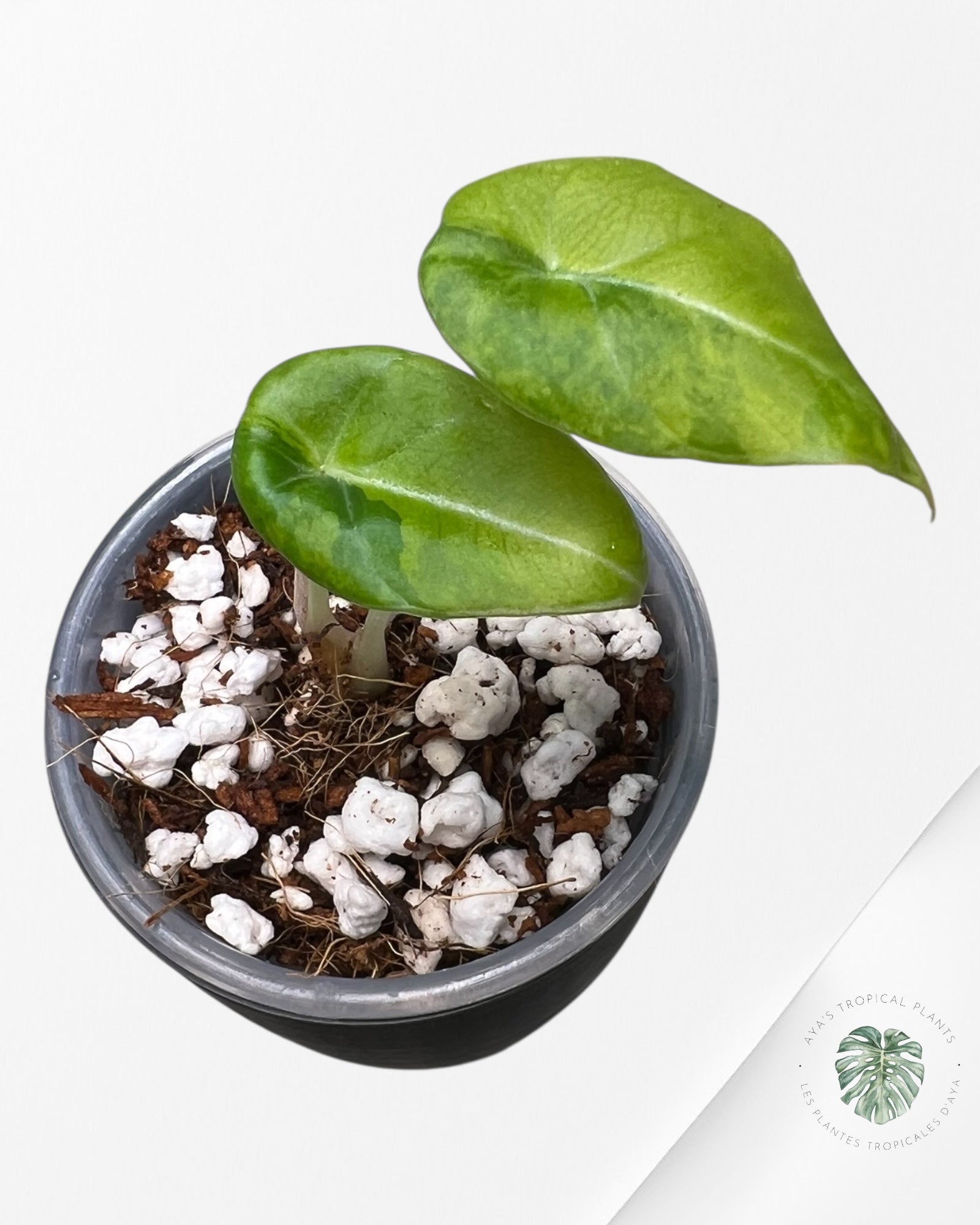 Alocasia Black Velvet Aurea Variegated