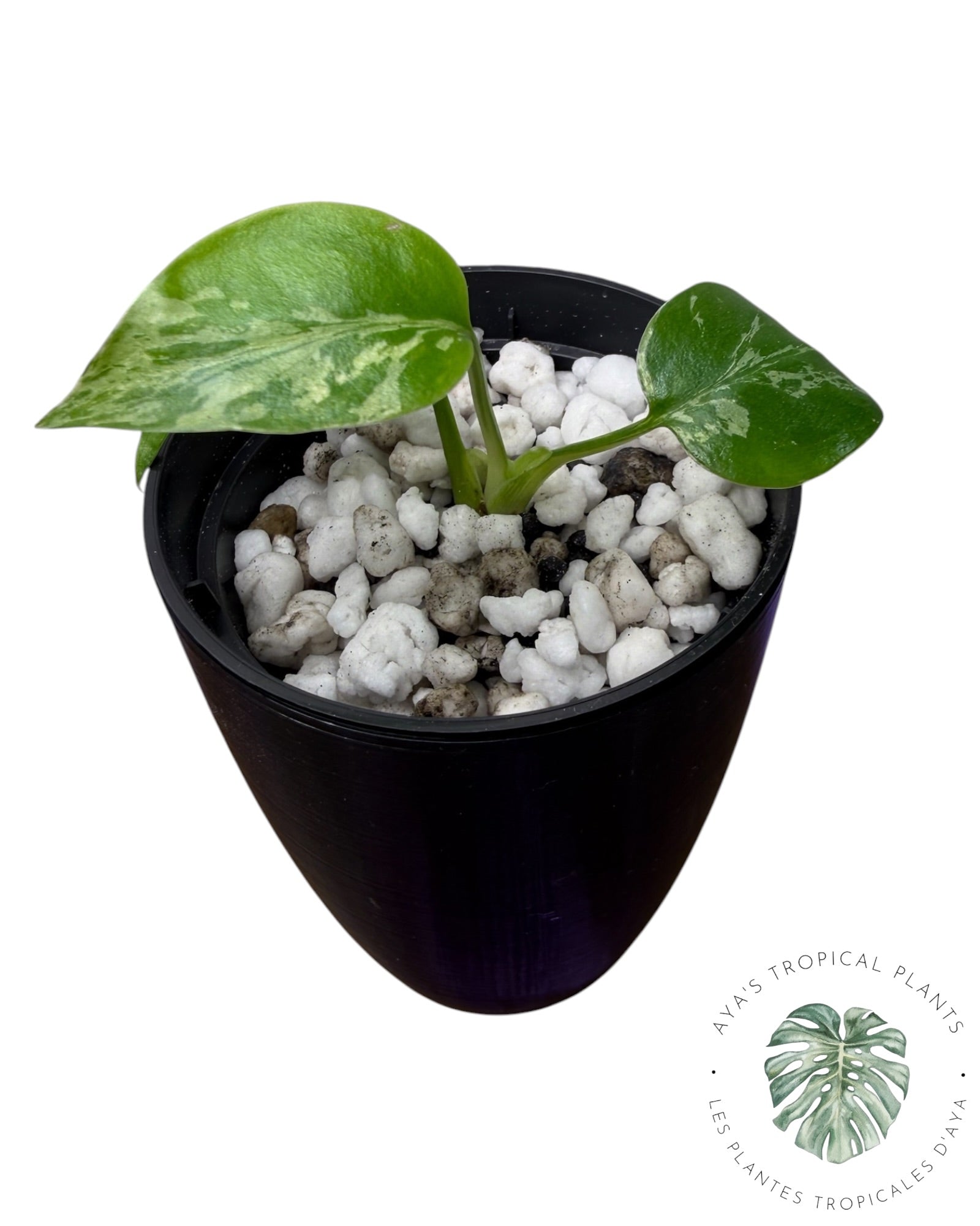 Monstera Deliciosa Bulbasaur