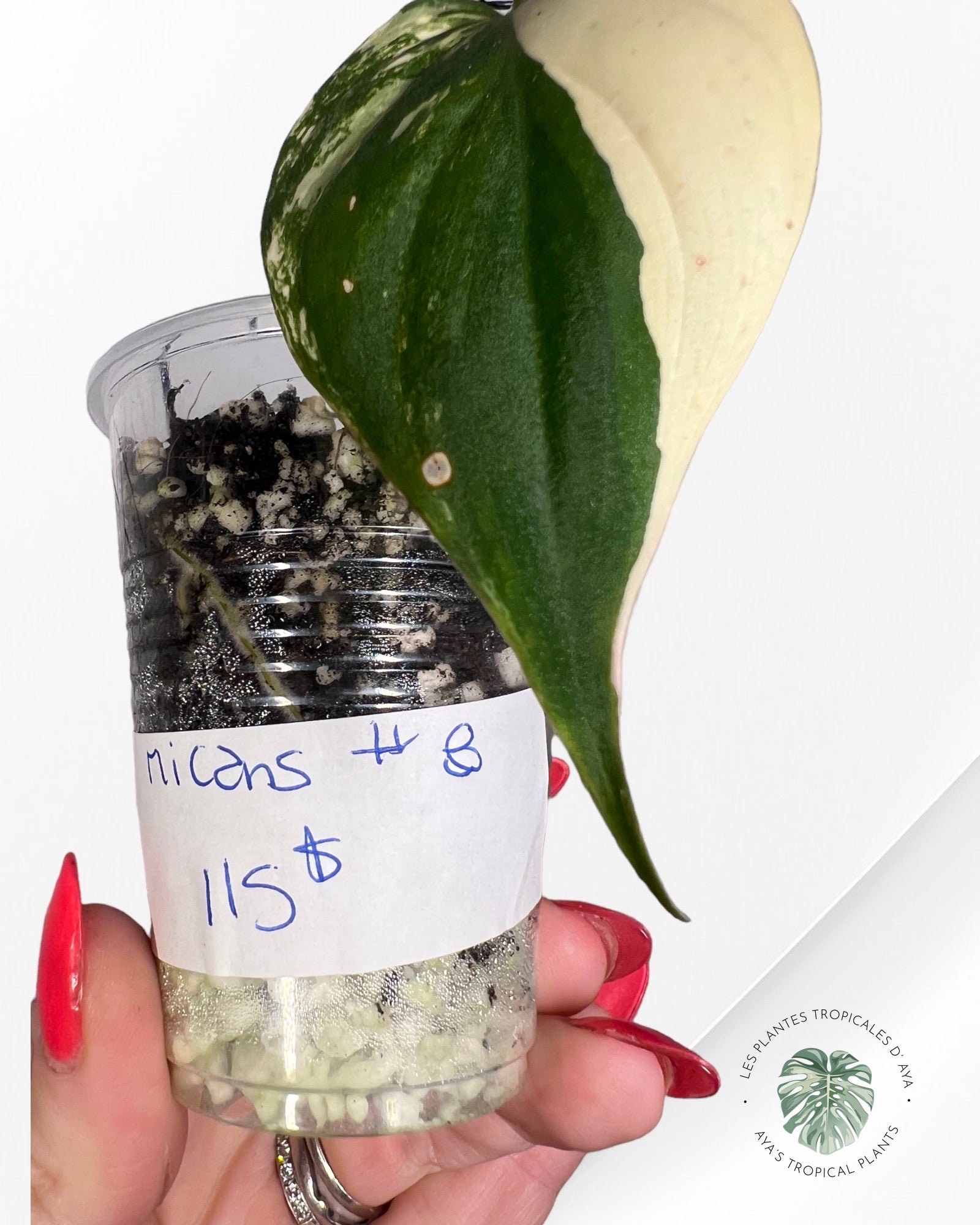 Philodendron Micans Variagated-8
