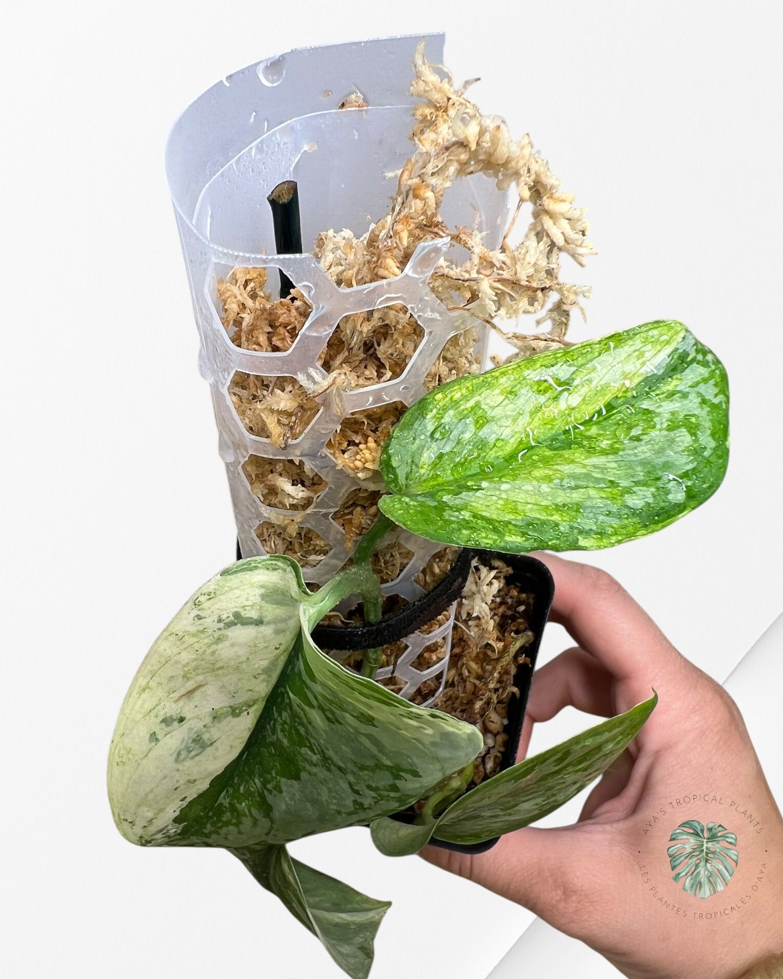 Scindapsus Prabu - EXP08