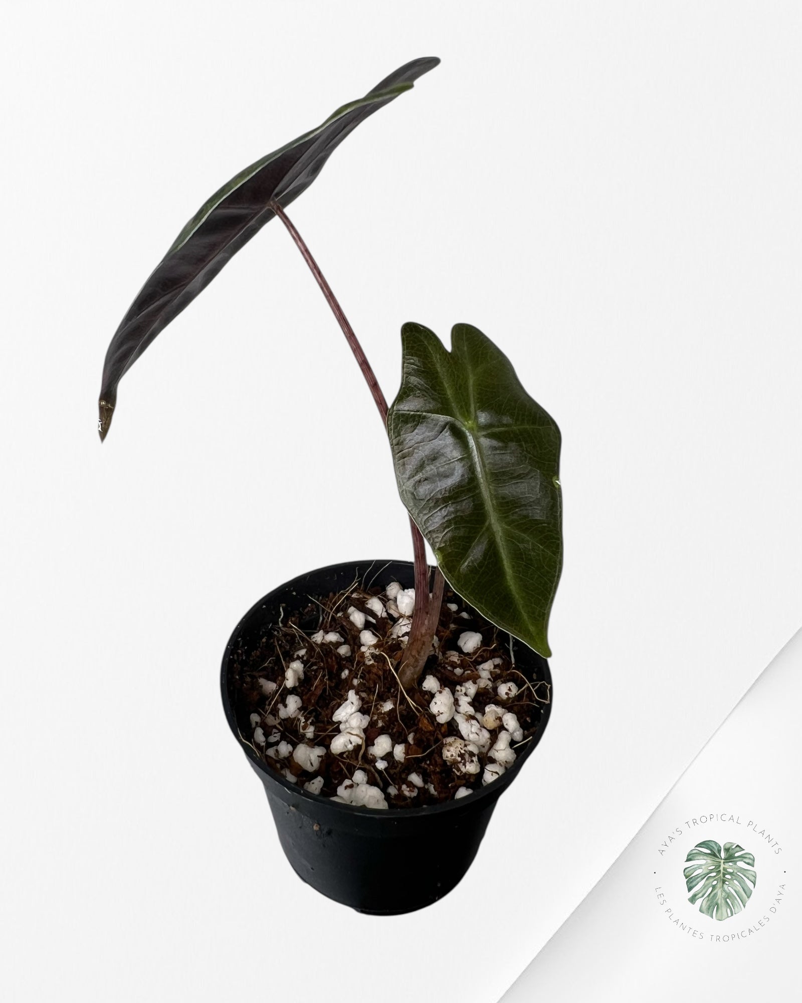 Alocasia Pseudo Sanderiana Variegated (Aurea) - 1