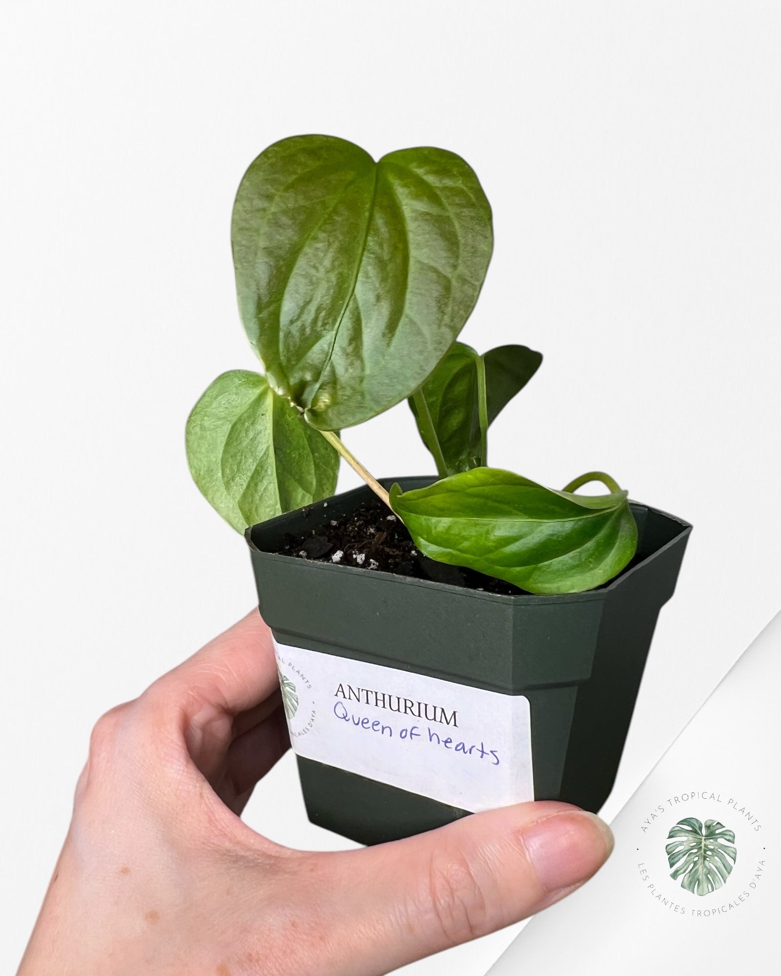 Anthurium Queen Of Hearts - V2