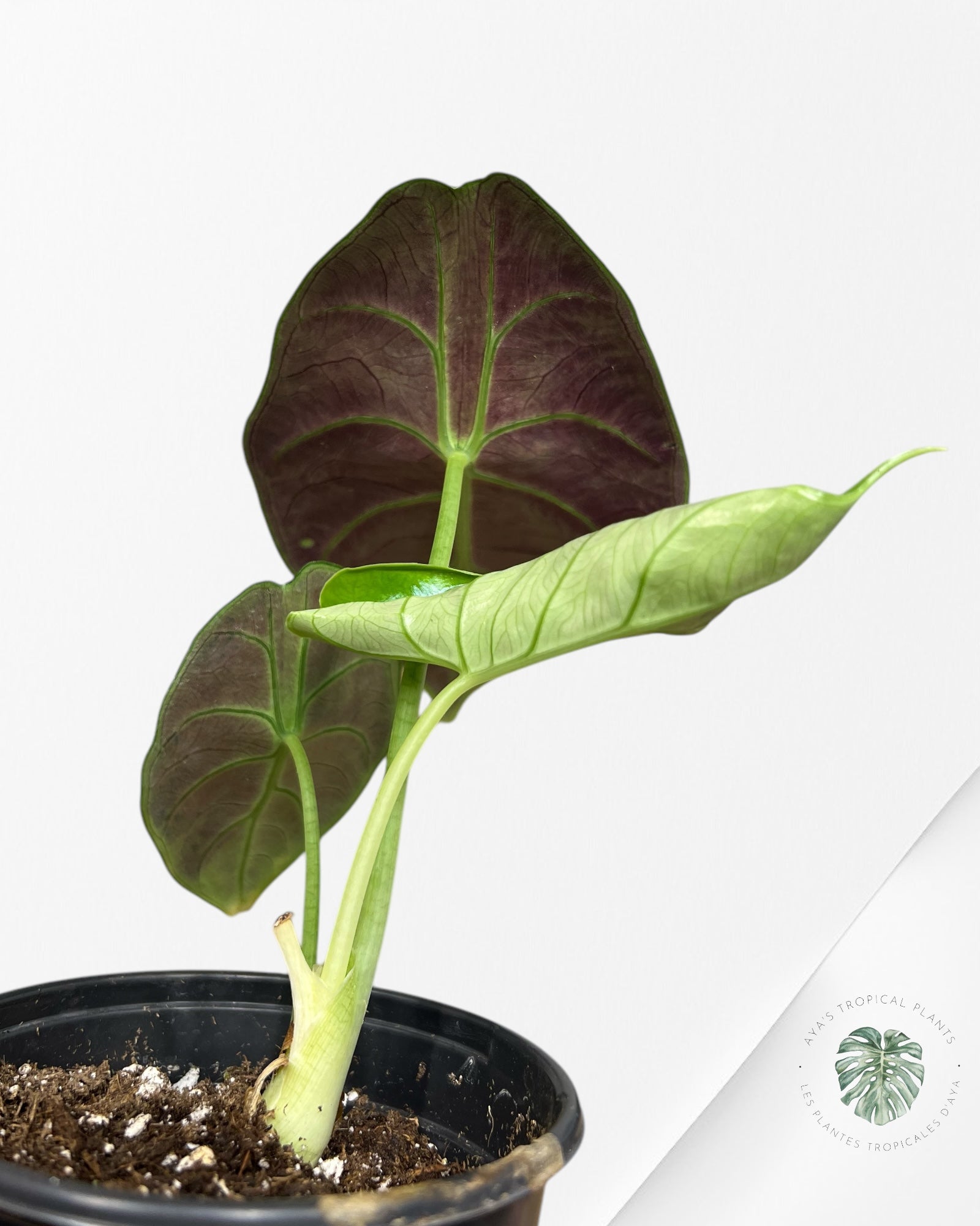 Alocasia Licorne Verte - M1