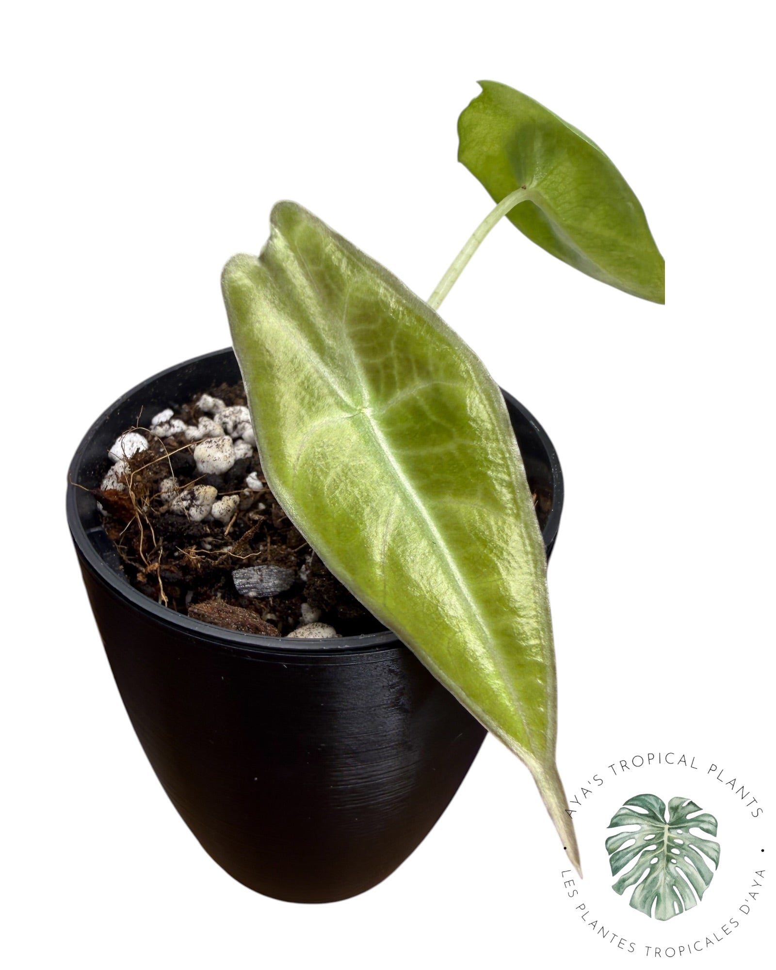 Alocasia Longiloba Purple
