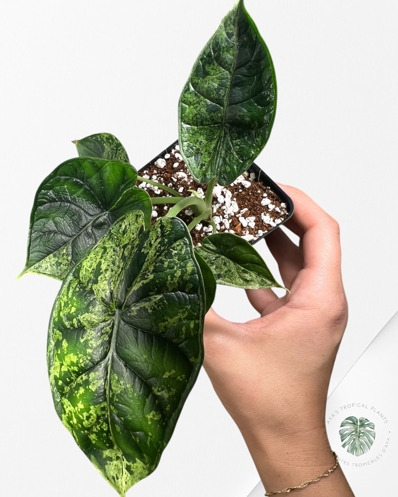 Menthe écaille de dragon Alocasia - 92