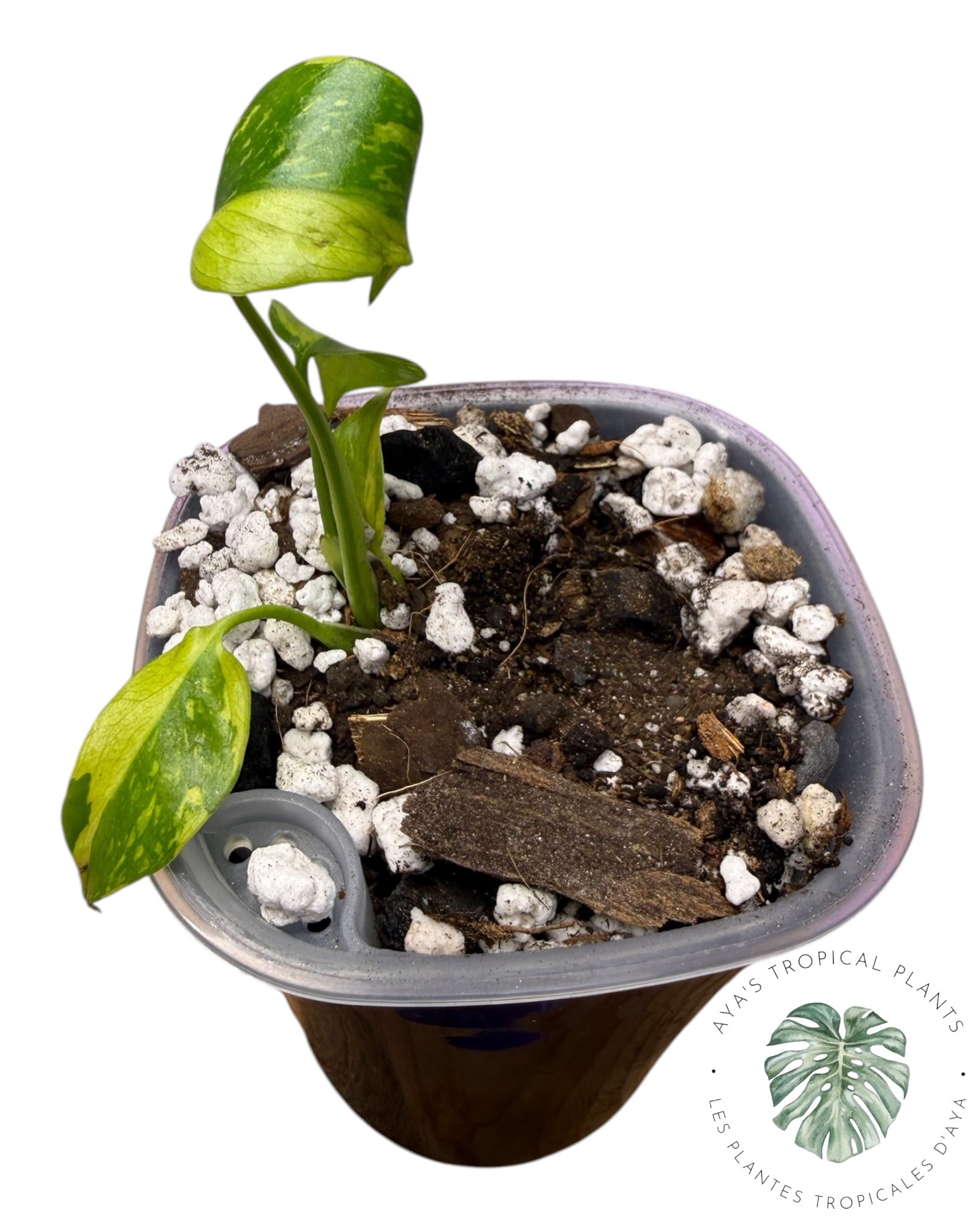 Monstera Deliciosa Électrolyte ROI