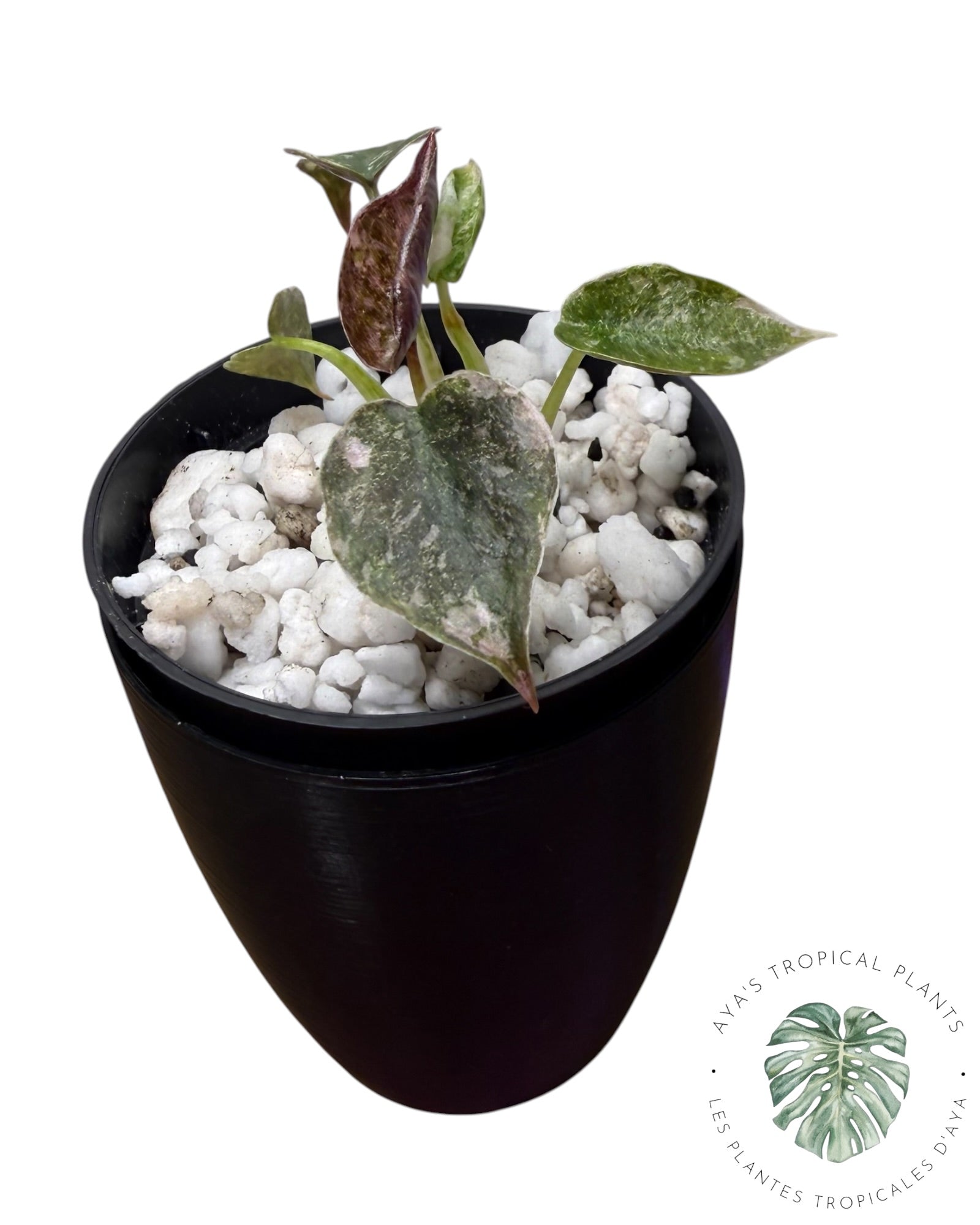 Alocasia Cuprea Pink Albo Variegated