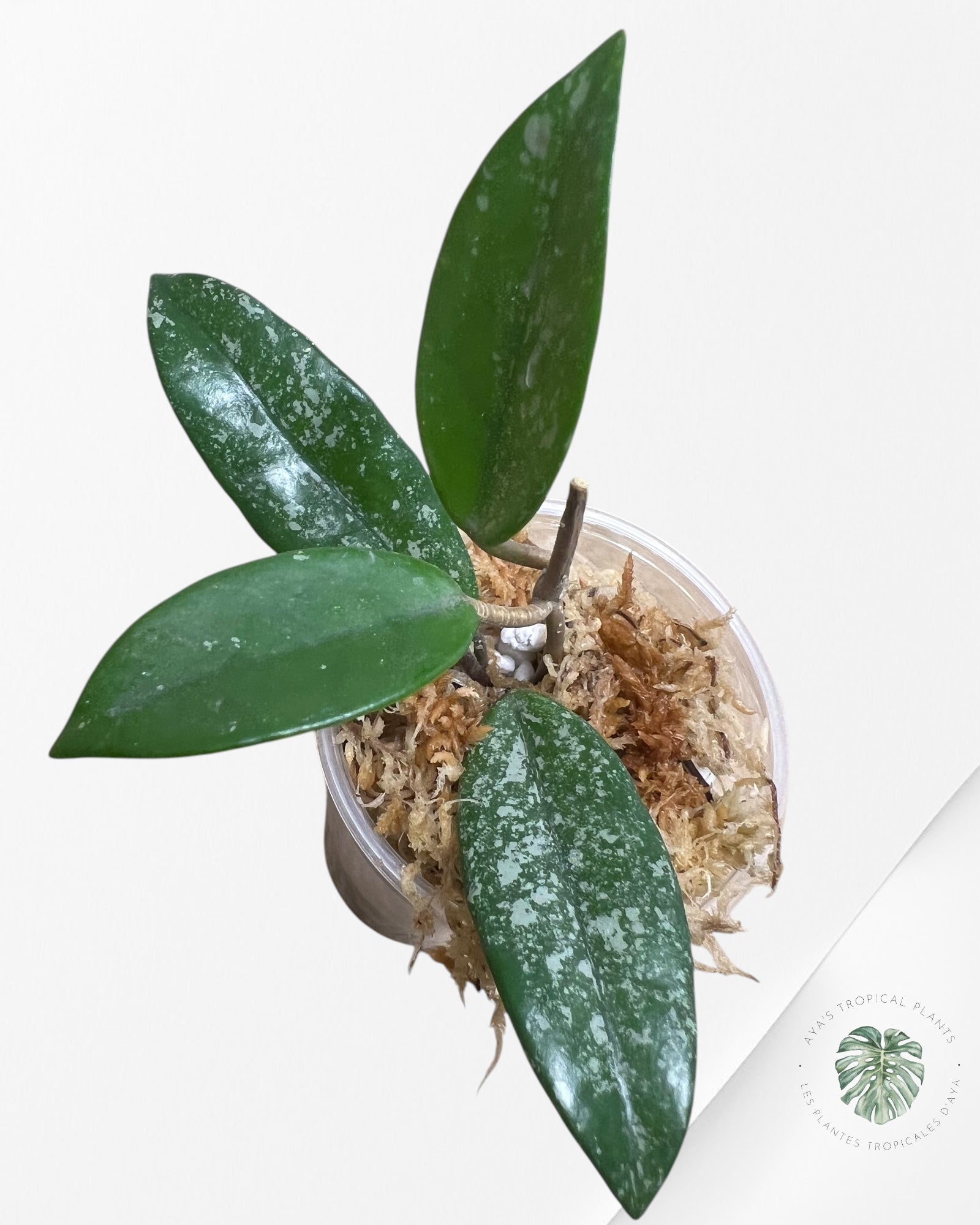 Hoya Carnosa Wilbur Graves - I
