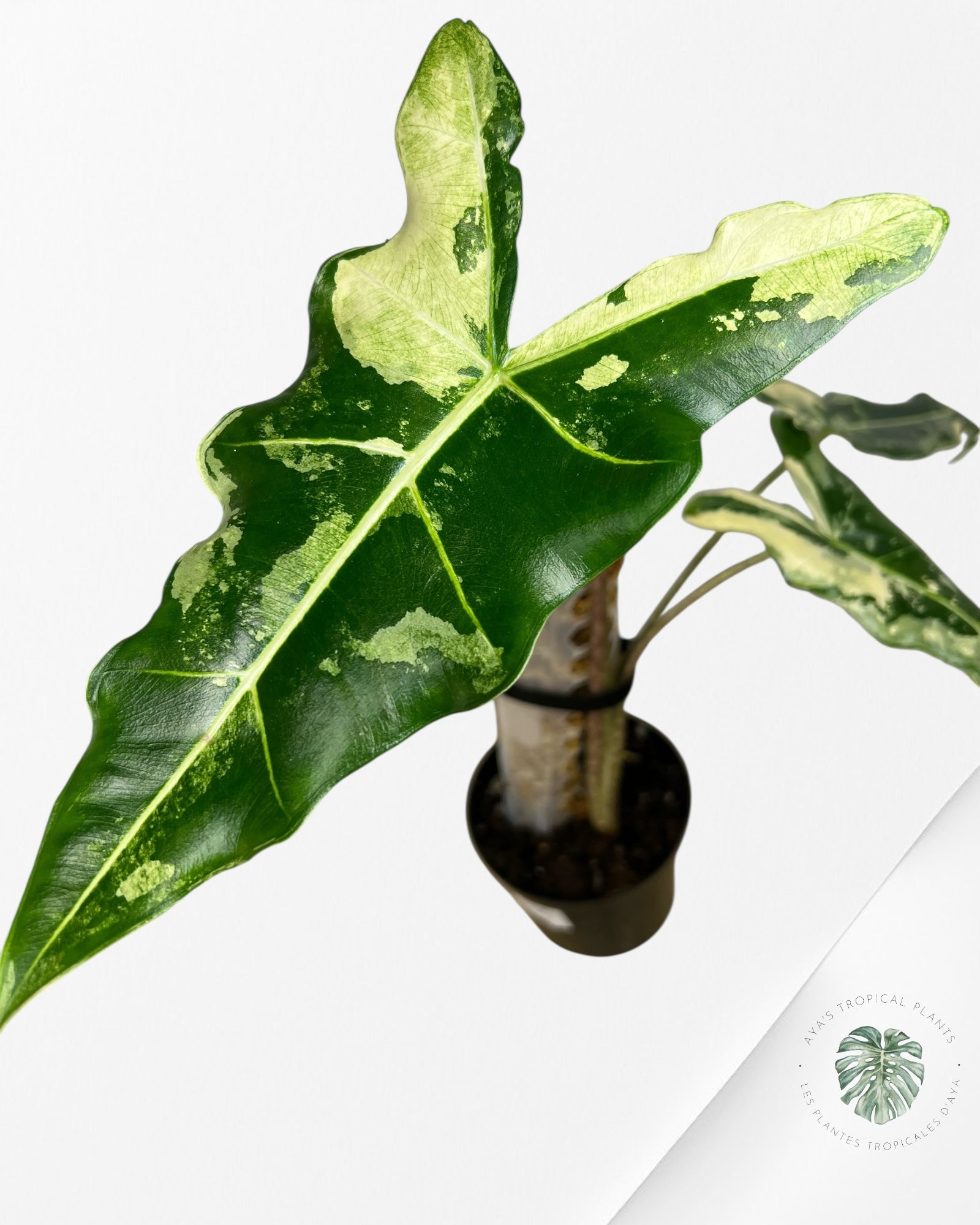 Alocasia sarian variegated - F6