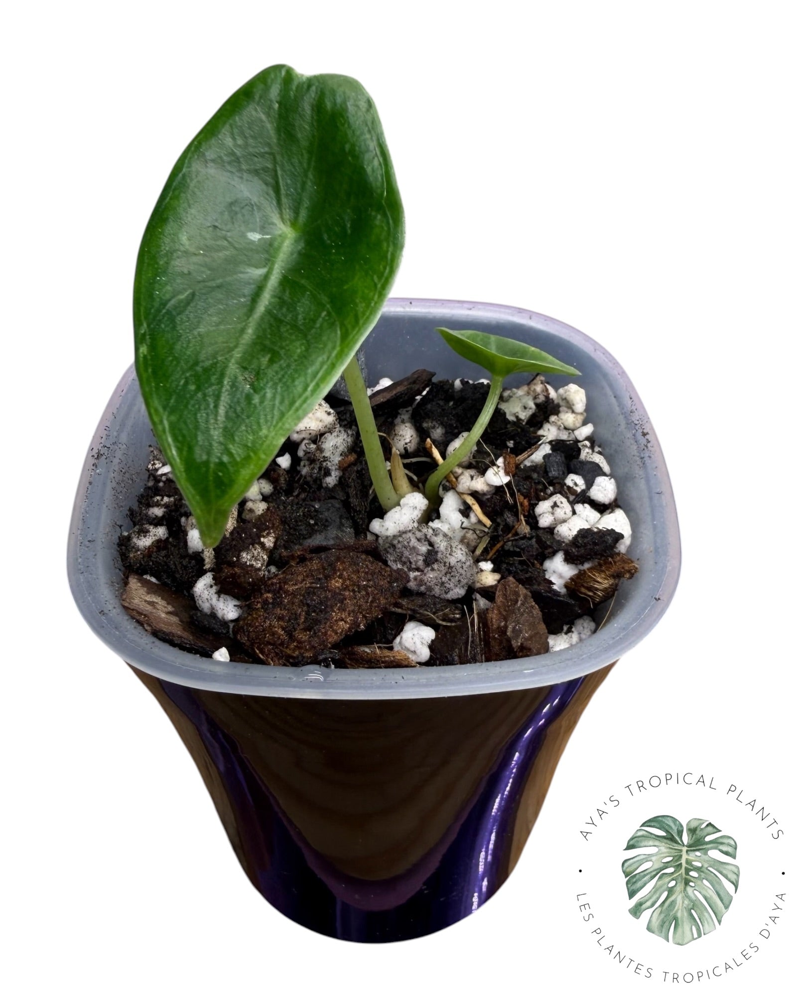 Alocasia Longiloba Purple