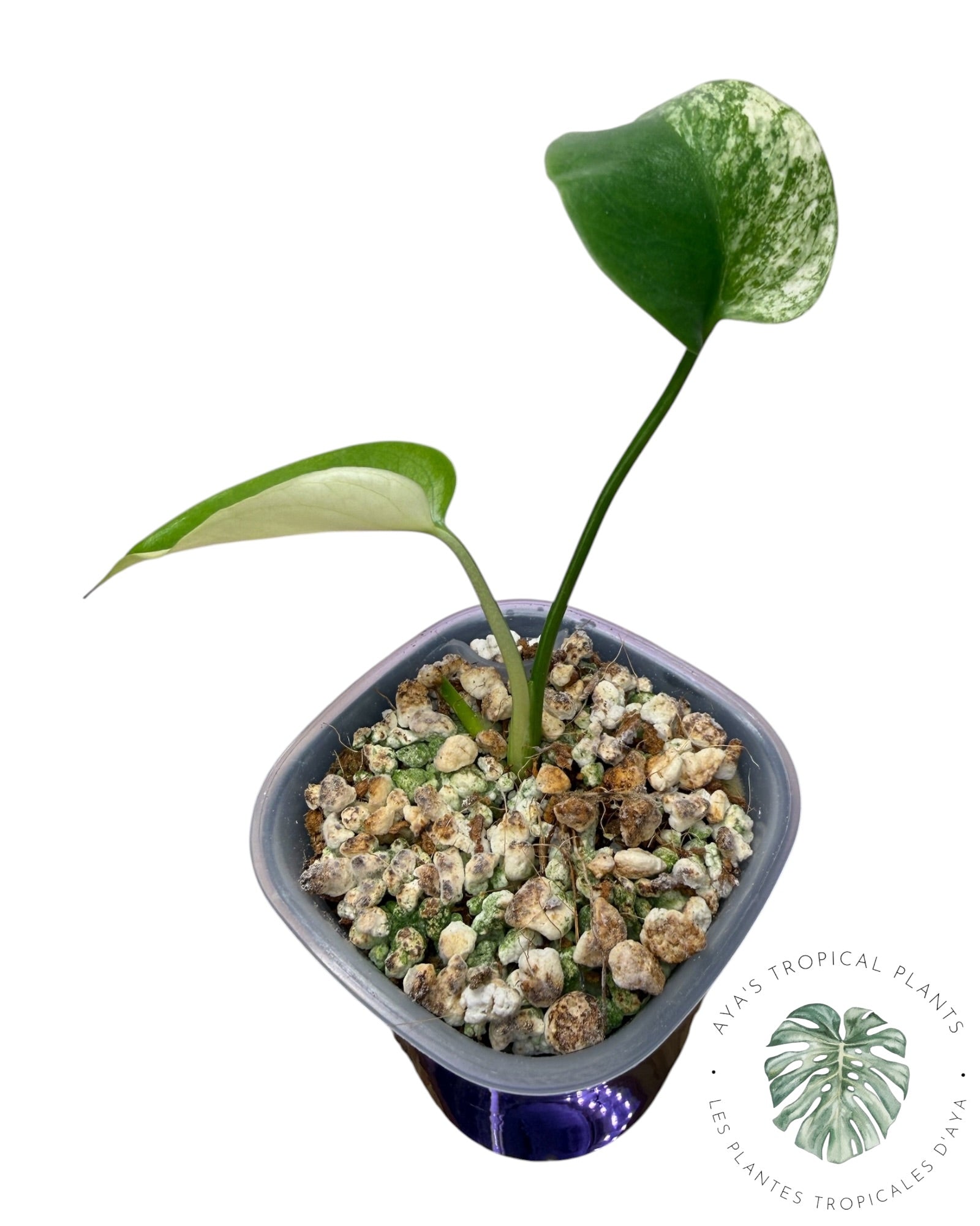 Monstera White Monster