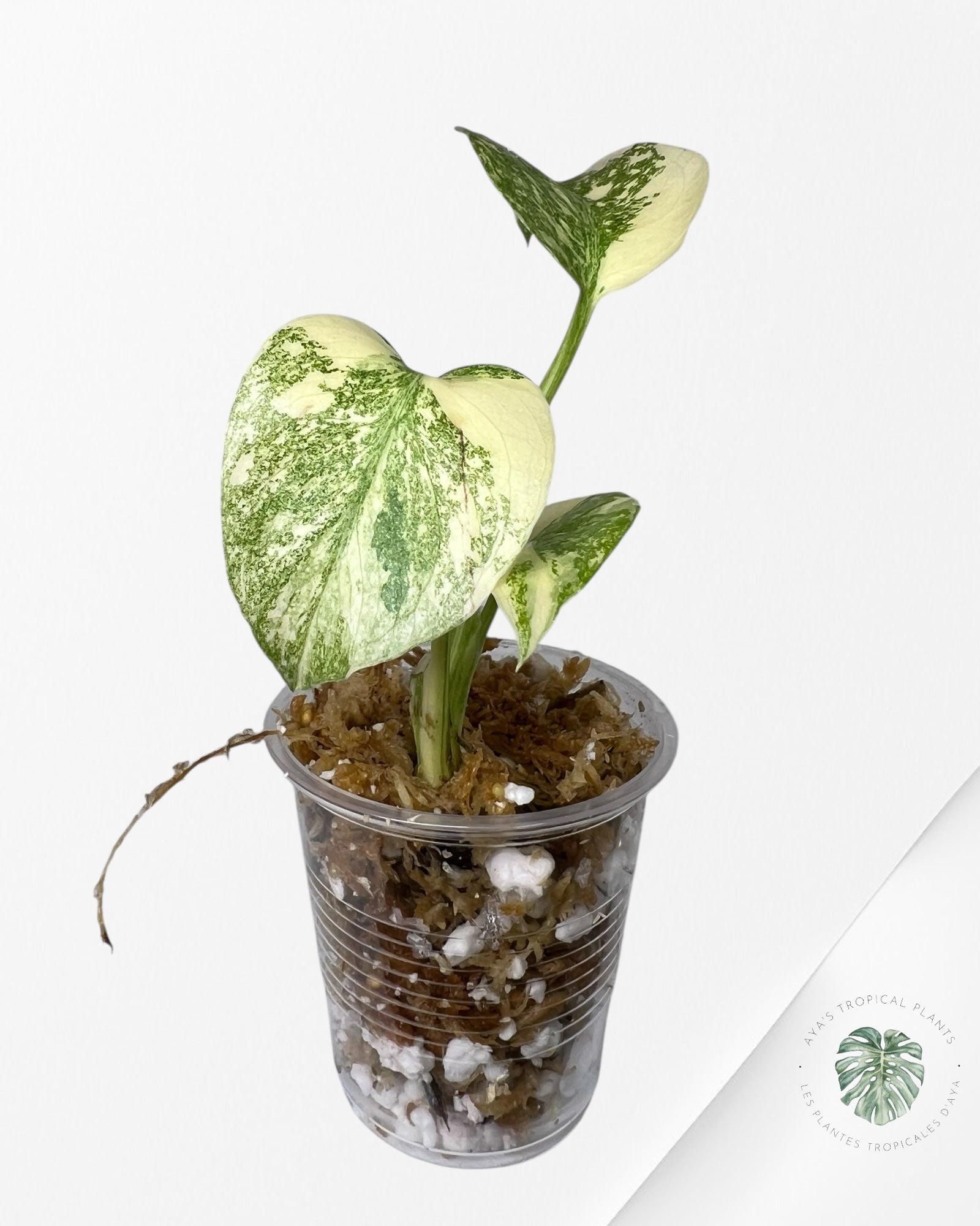 Monstera Thai Constellation Crème Brûlée (Grade A) - TC1