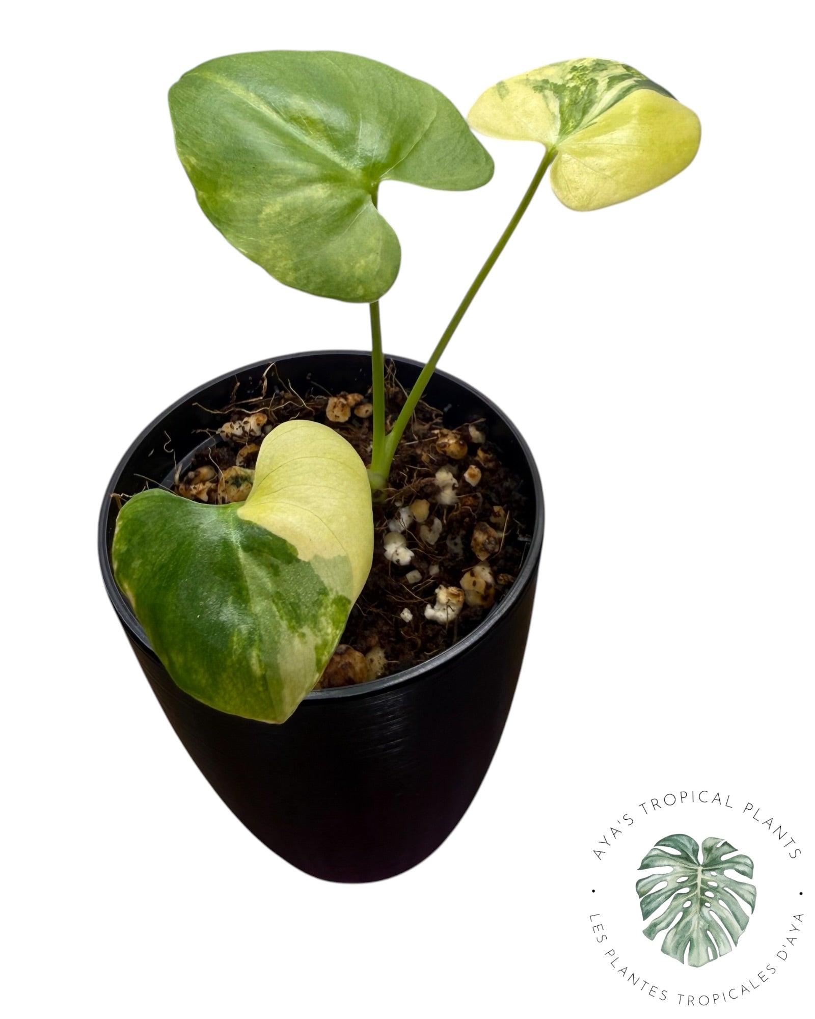 Philodendron Bipinnatifidum Variegated