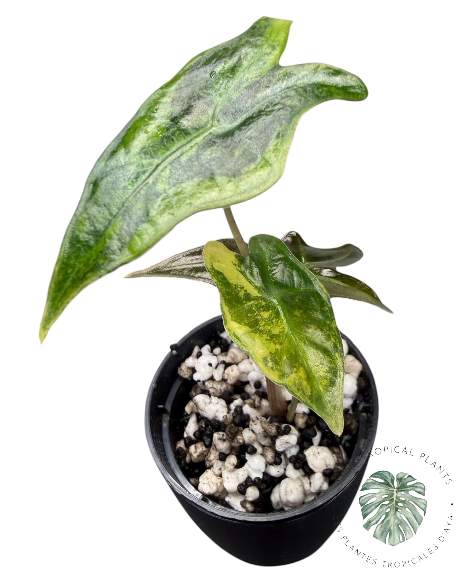 Alocasia Nobilis Aurea Panaché