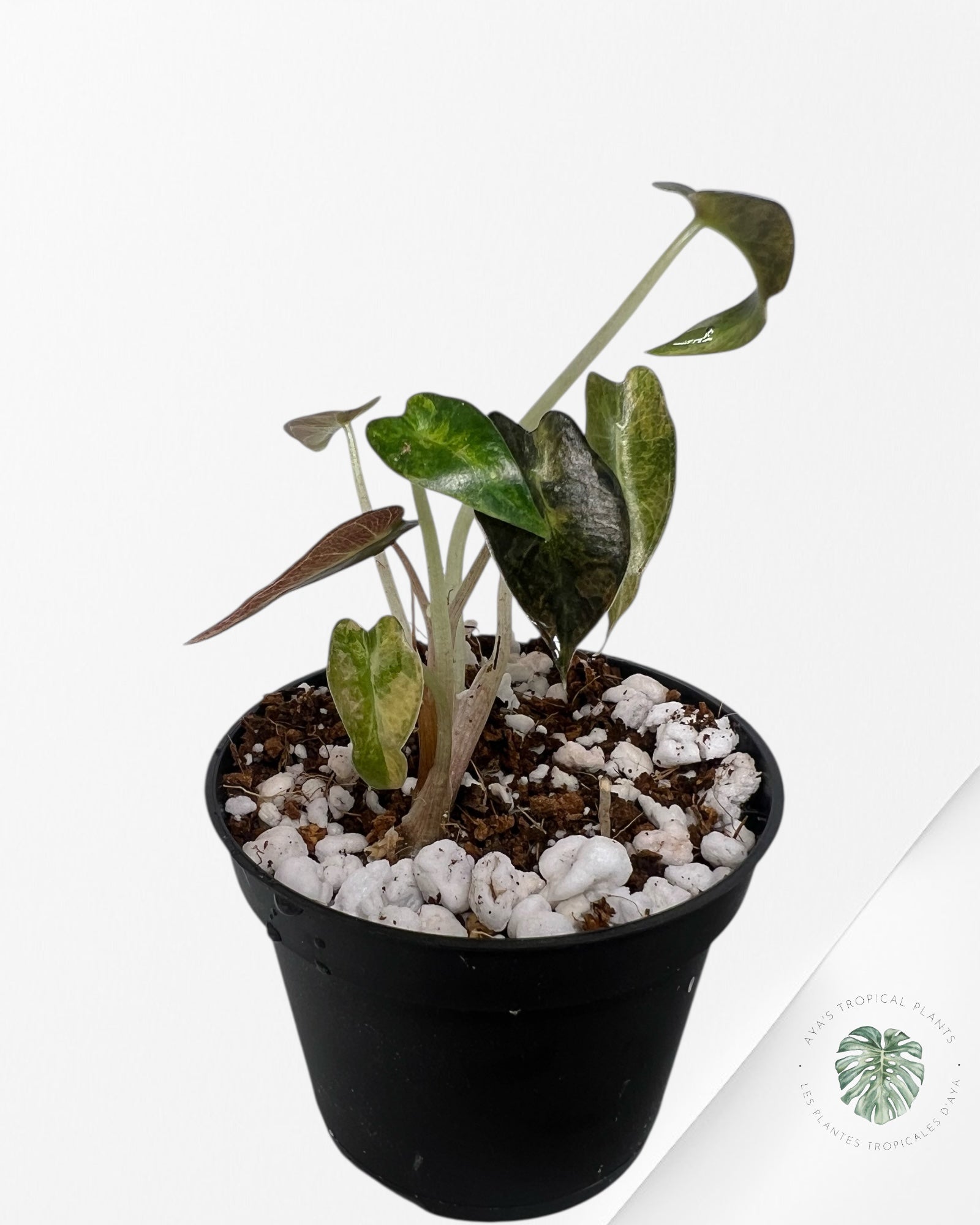 Alocasia Bambino Variegated (Aurea) - BV3