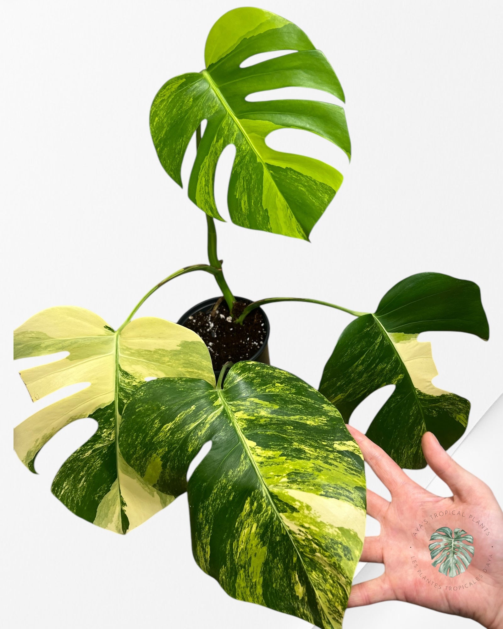 Monstera Aurea - AU7
