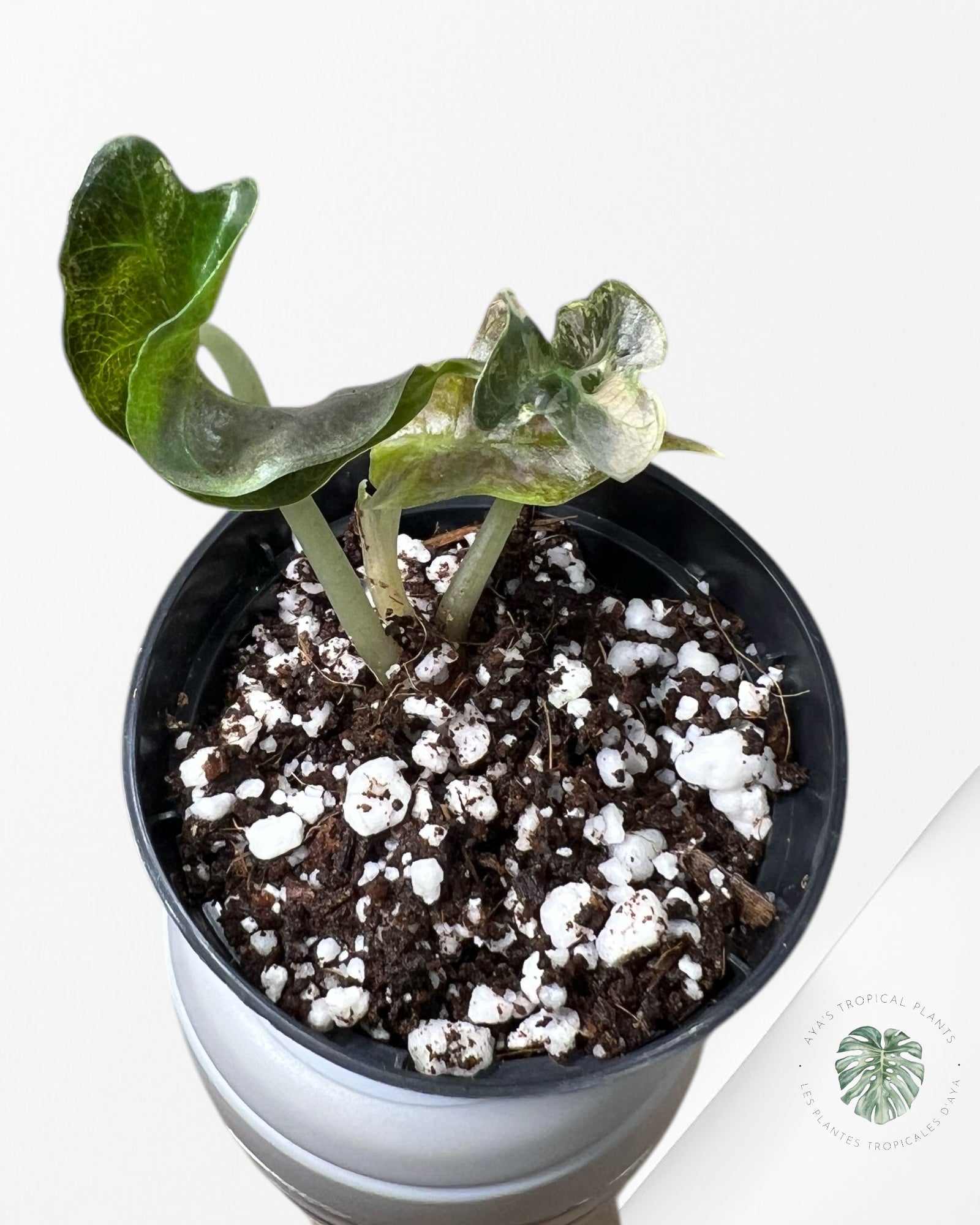 Alocasia Polly Variegata (Rose A Grade) - T4