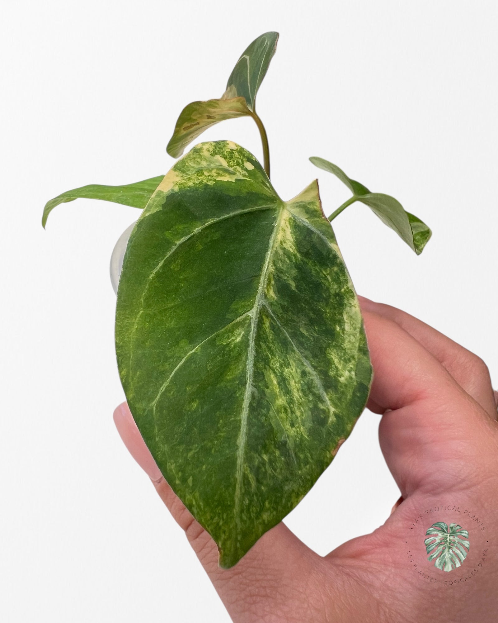 Anthurium Magna x Portillae *Hellboy* Panaché