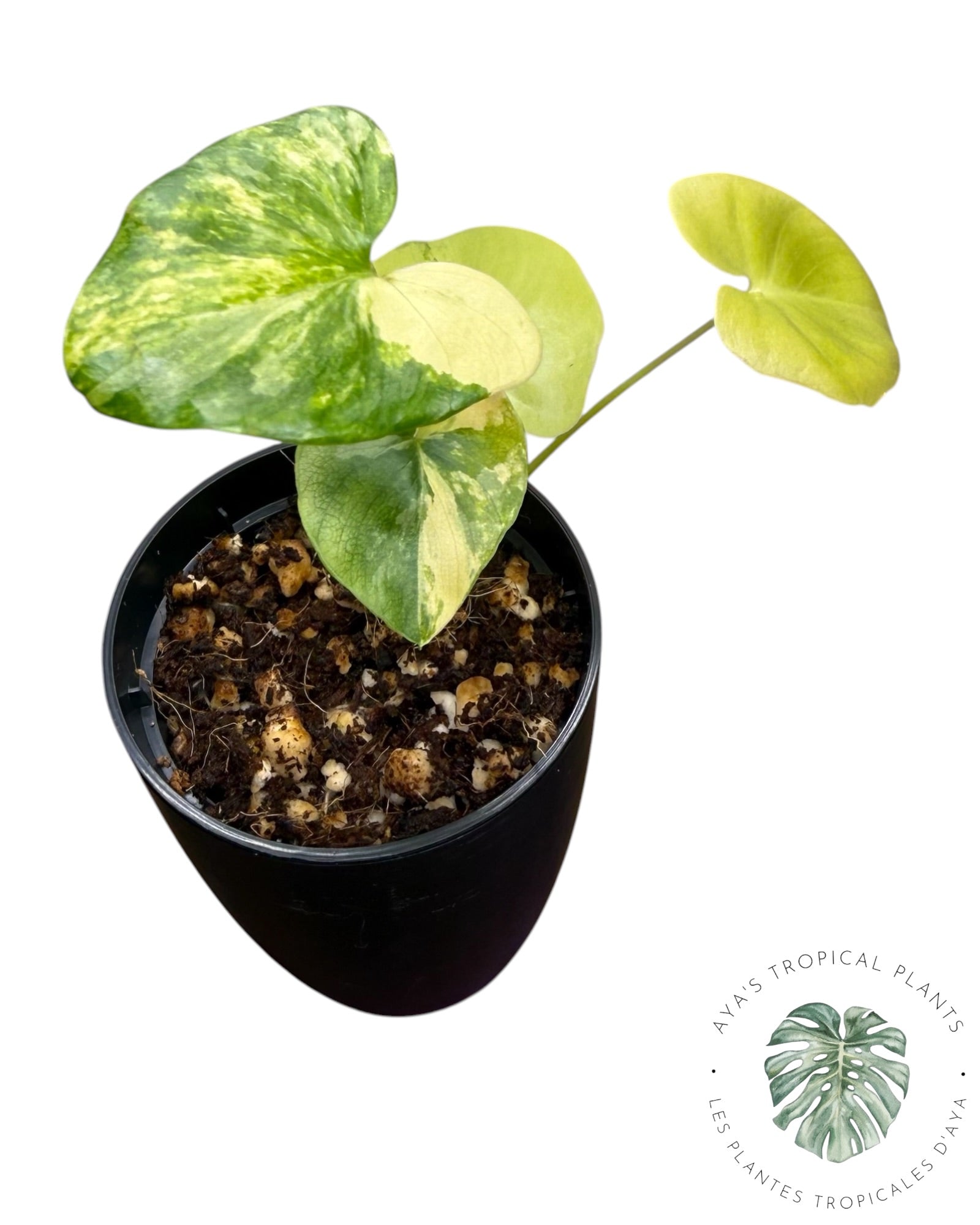 Philodendron Bipinnatifidum Variegated