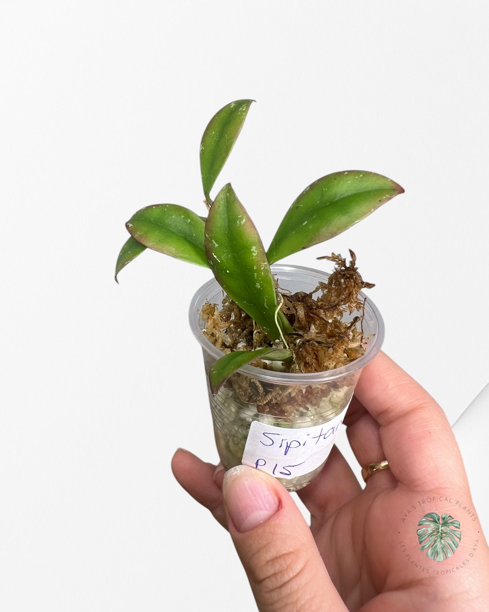 Hoya Sipitangensis - P15