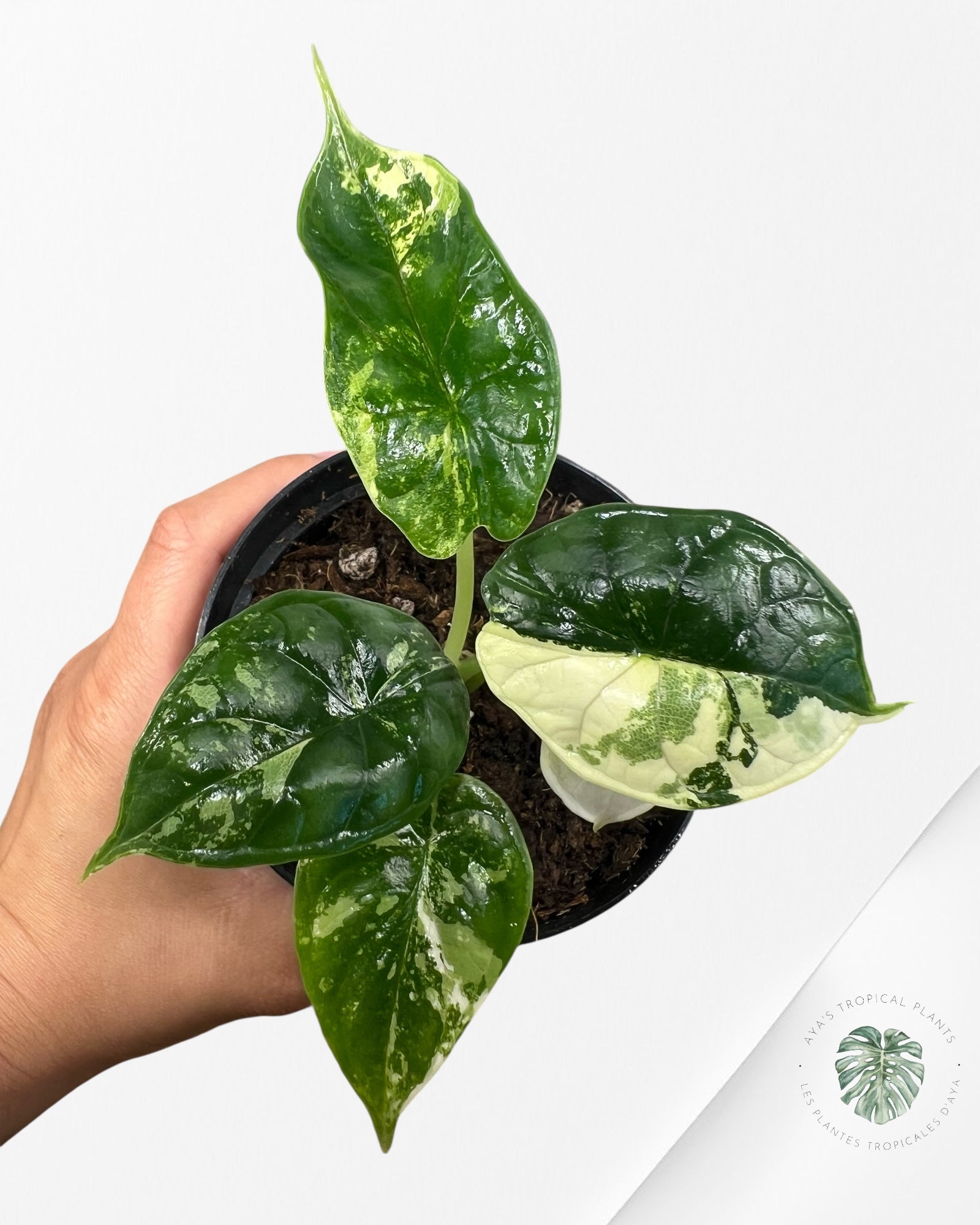 Alocasia baginda ' Dragon Scale’ variegated - F1