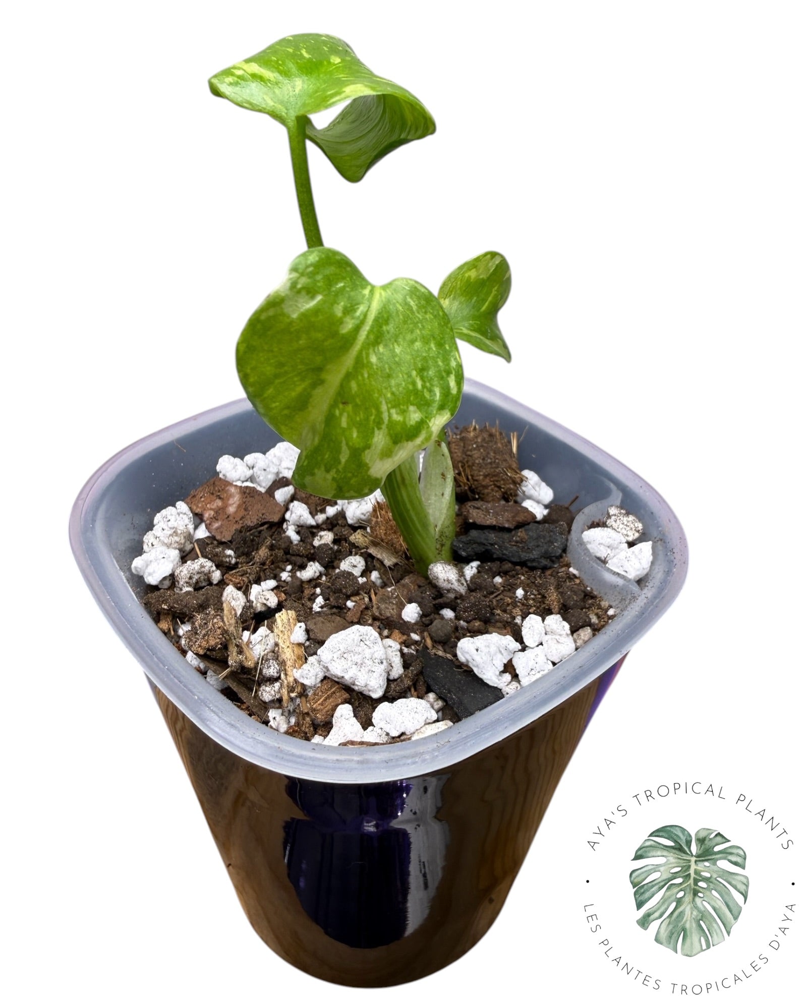 Monstera Deliciosa Électrolyte ROI