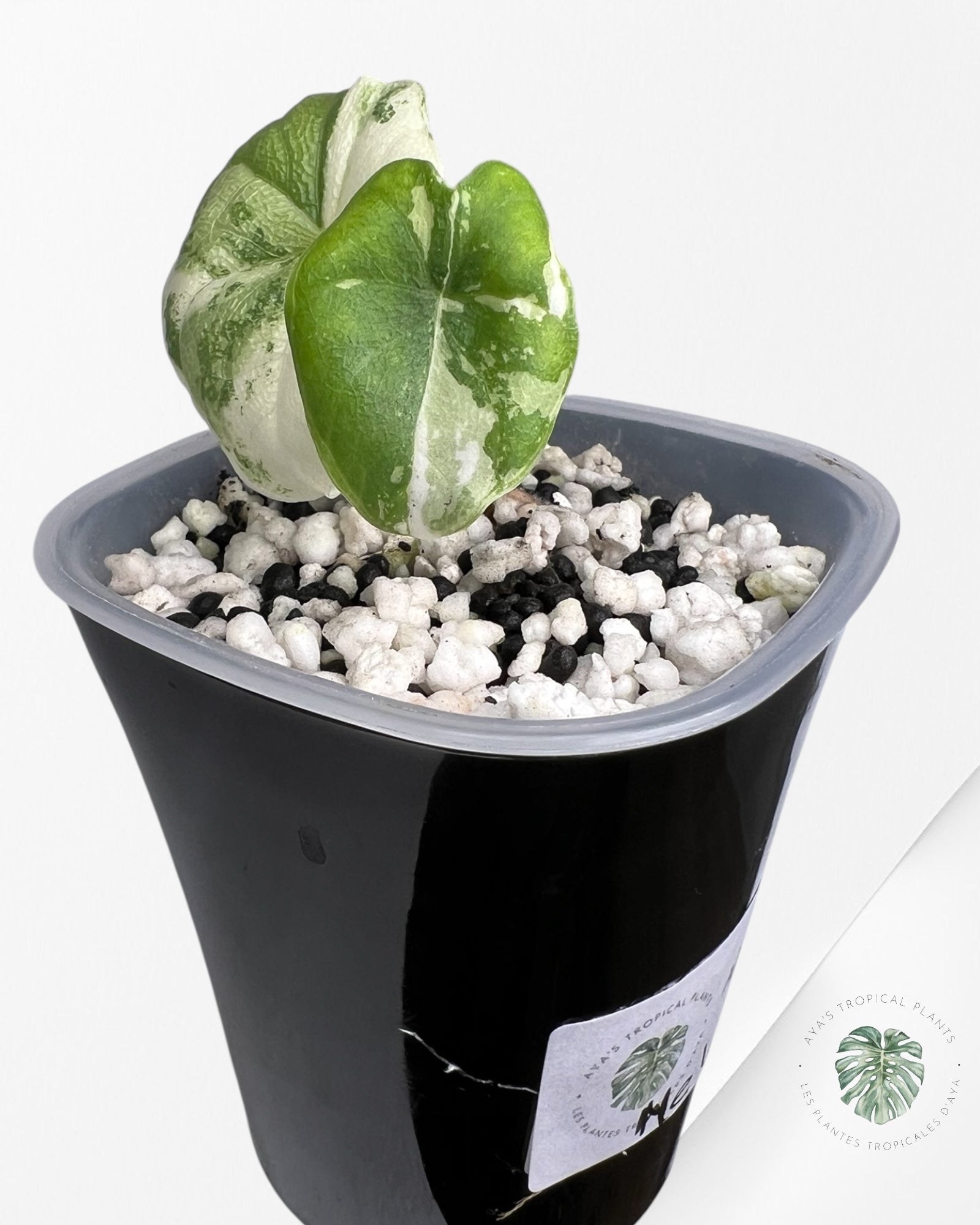 Alocasia Melo Albo Variegated