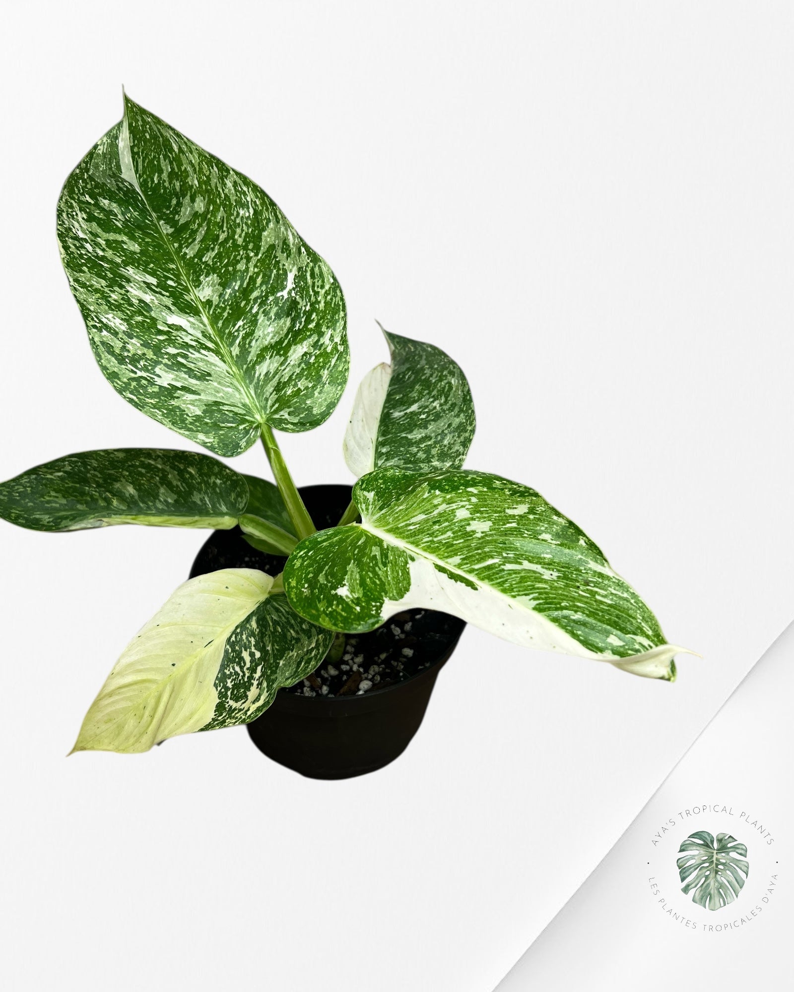 Philodendron Jose Buono - 104