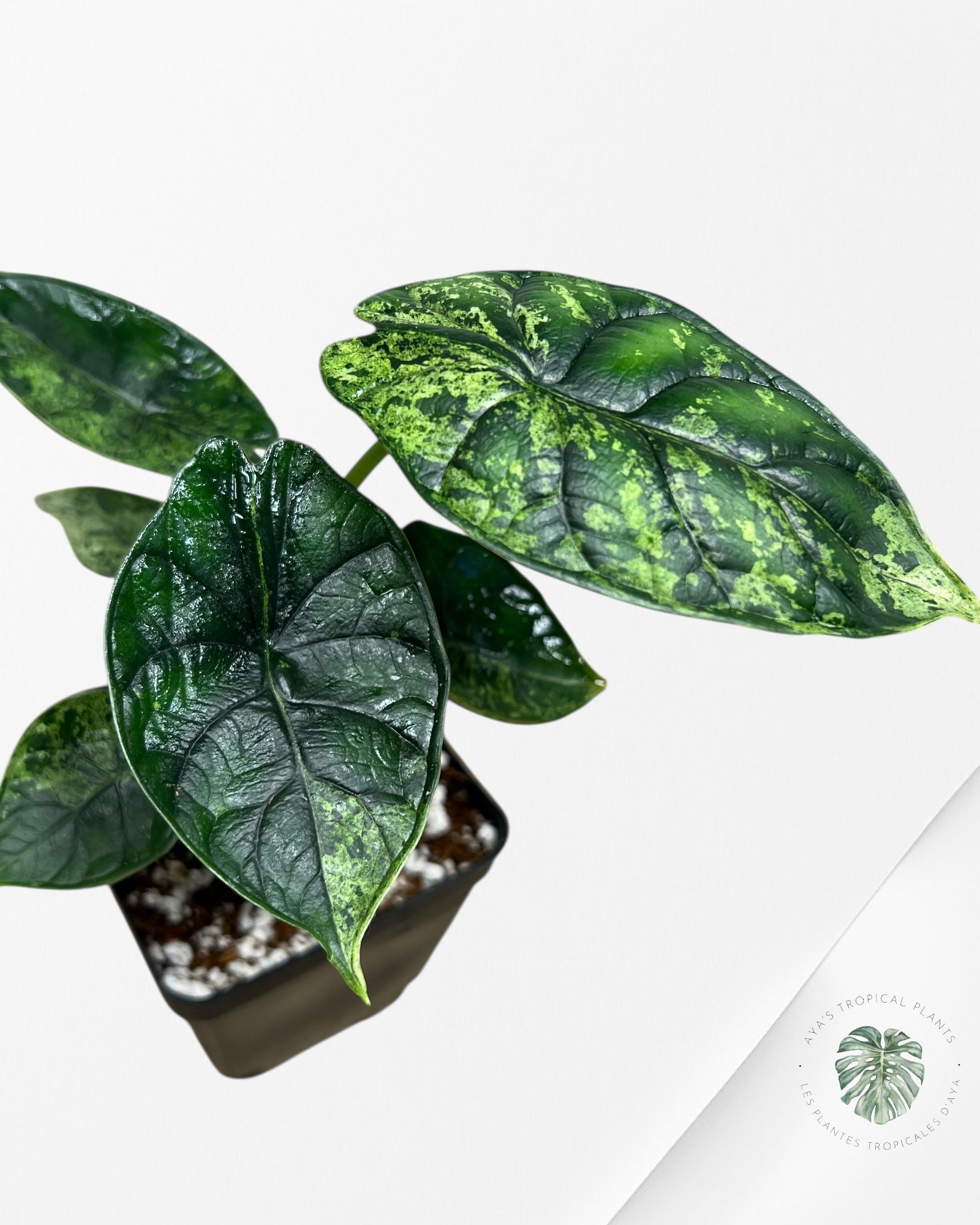 Menthe écaille de dragon Alocasia - 92