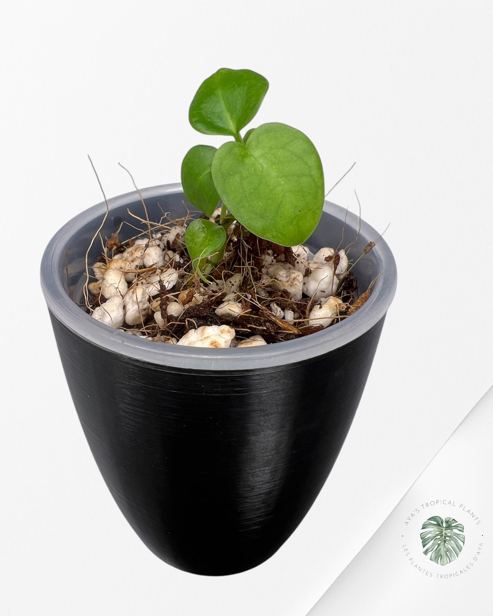 Anthurium Purple Crystallinum