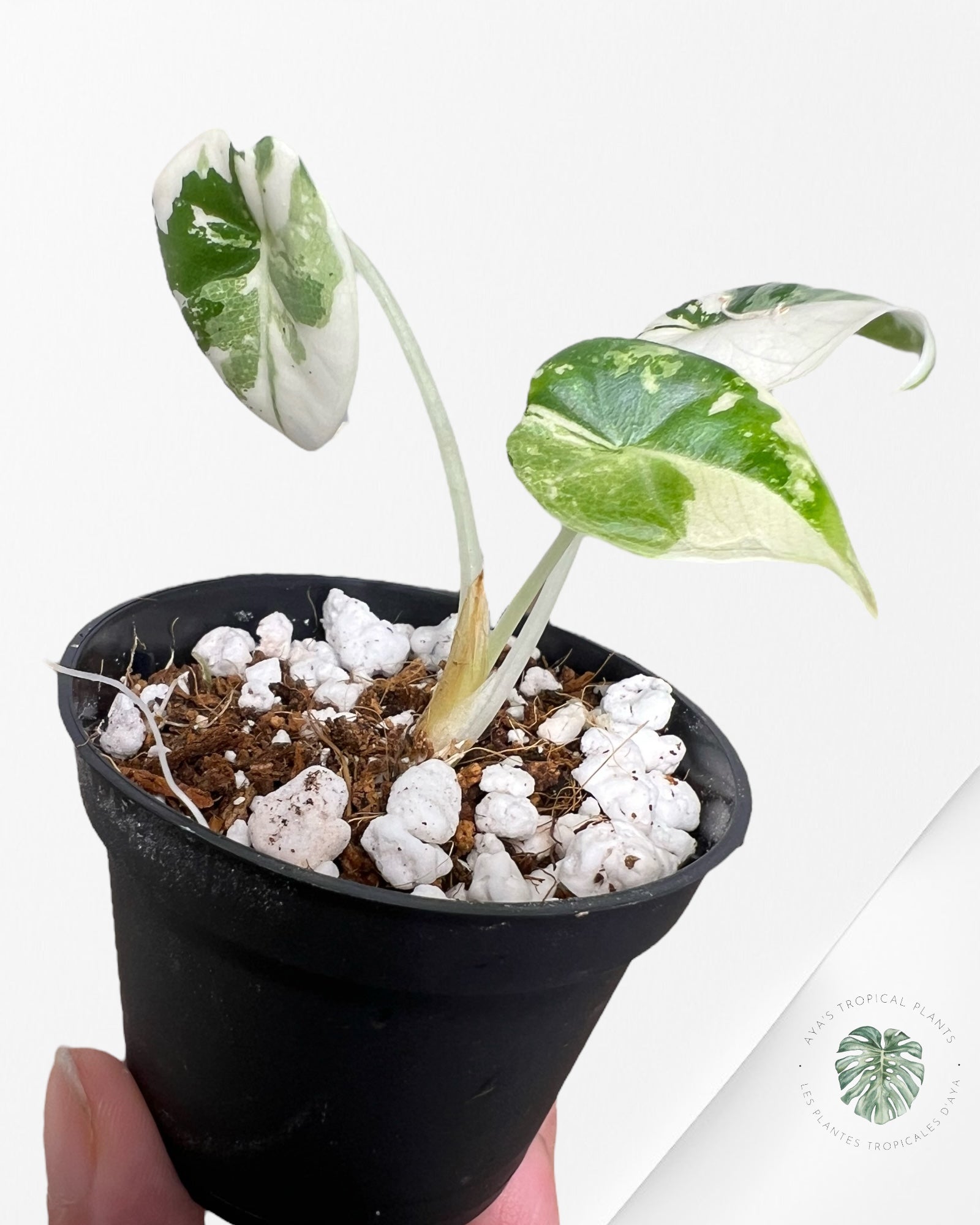 Alocasia Maharani Variegated - 200