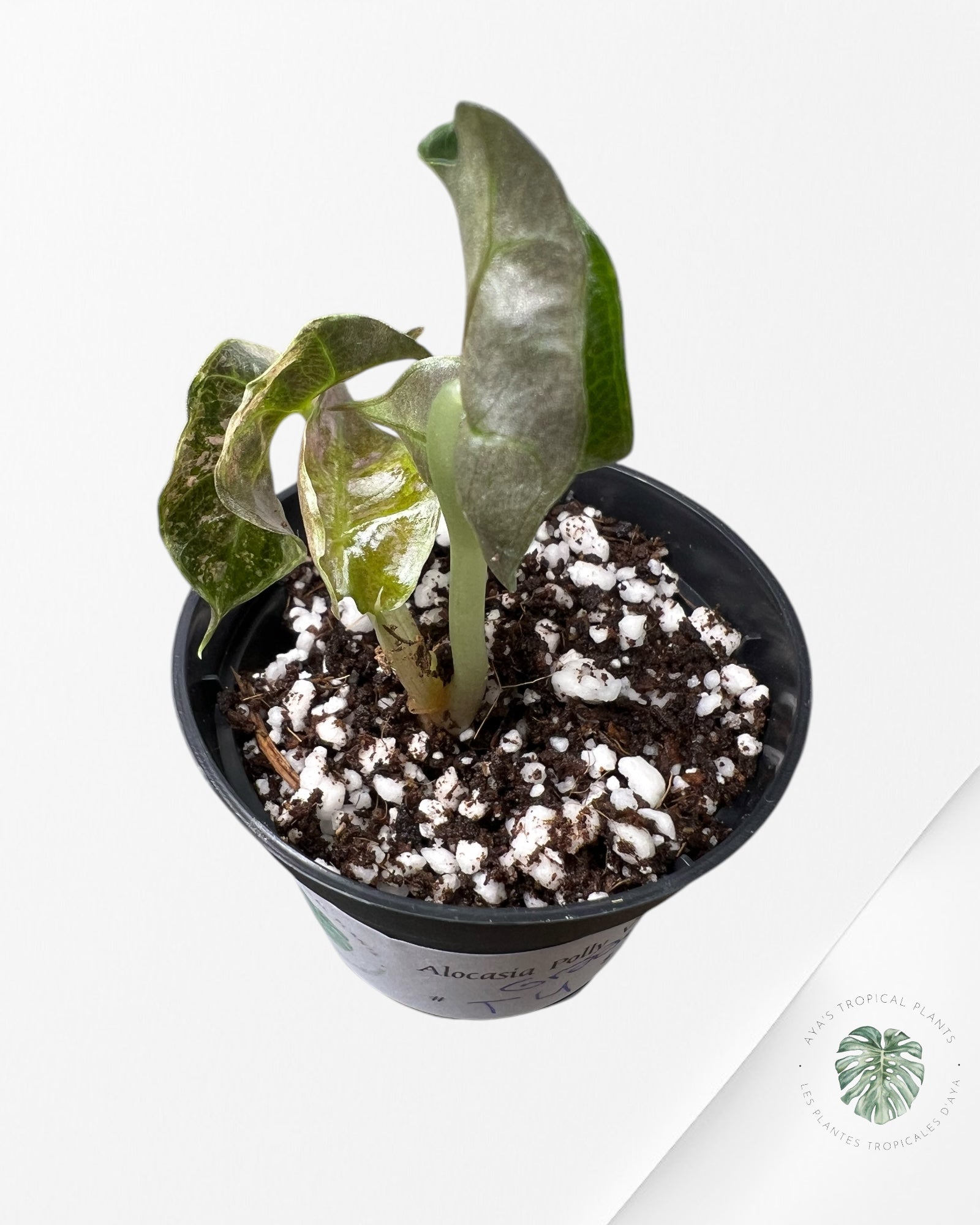 Alocasia Polly Variegata (Rose A Grade) - T4