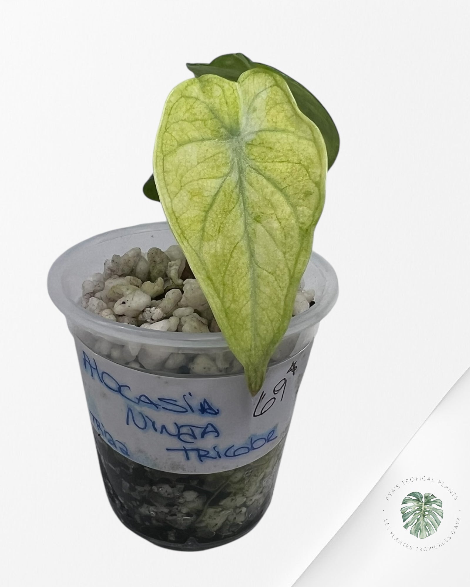 Alocasia Ninja Tricolor Variegated