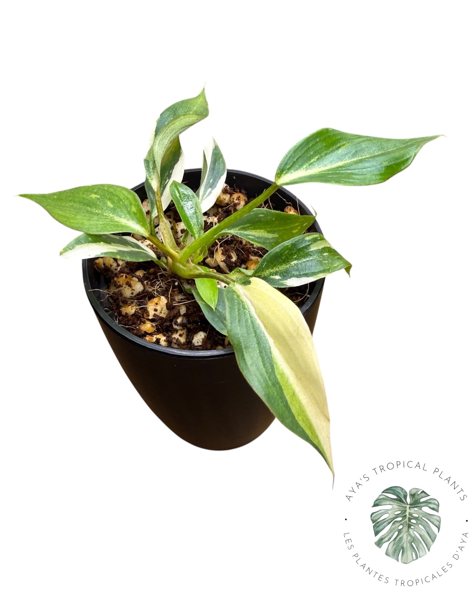 Philodendron Gloriosum Variegated
