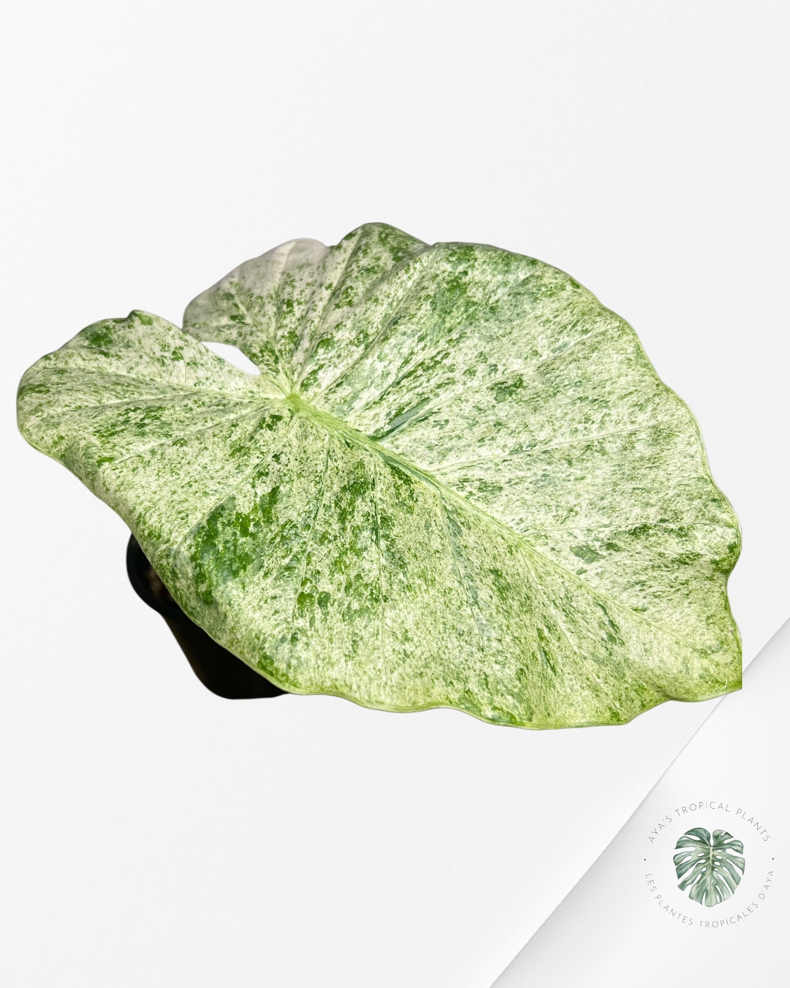 Alocasia Macrorrhiza Splash -SPD