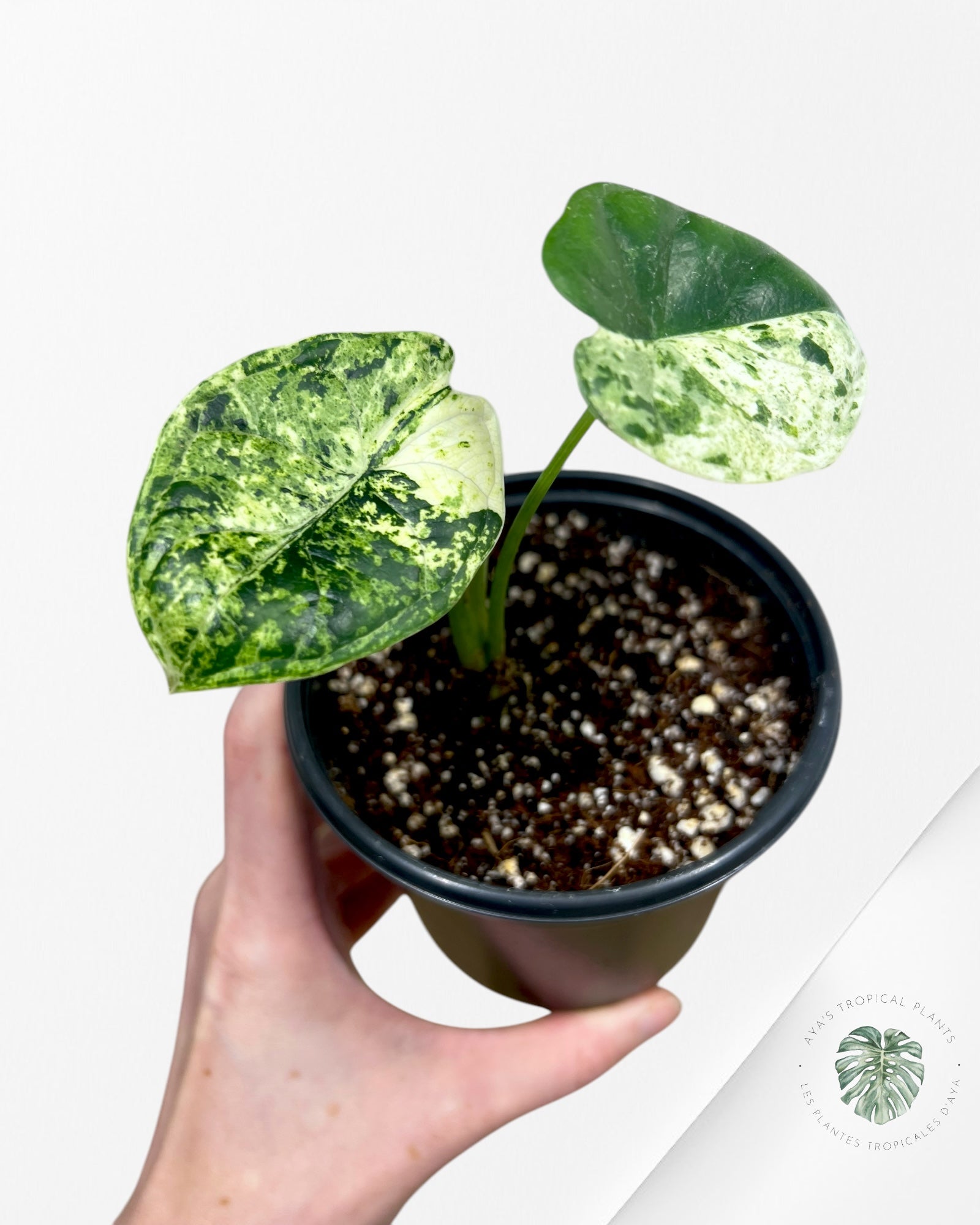 Alocasia Dragon Scale Mint - S6
